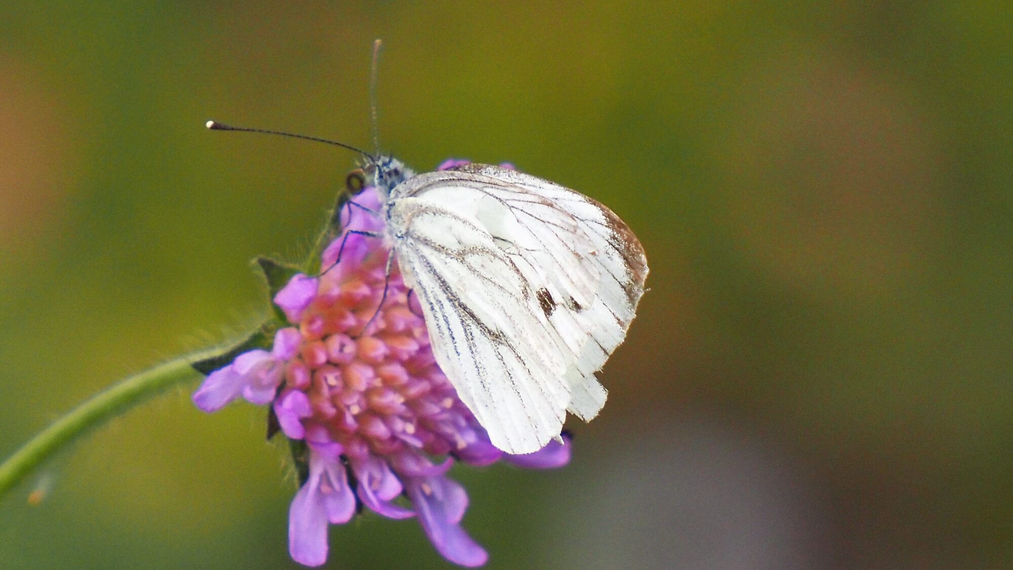 Valokuvaaja: Arja Valtonen