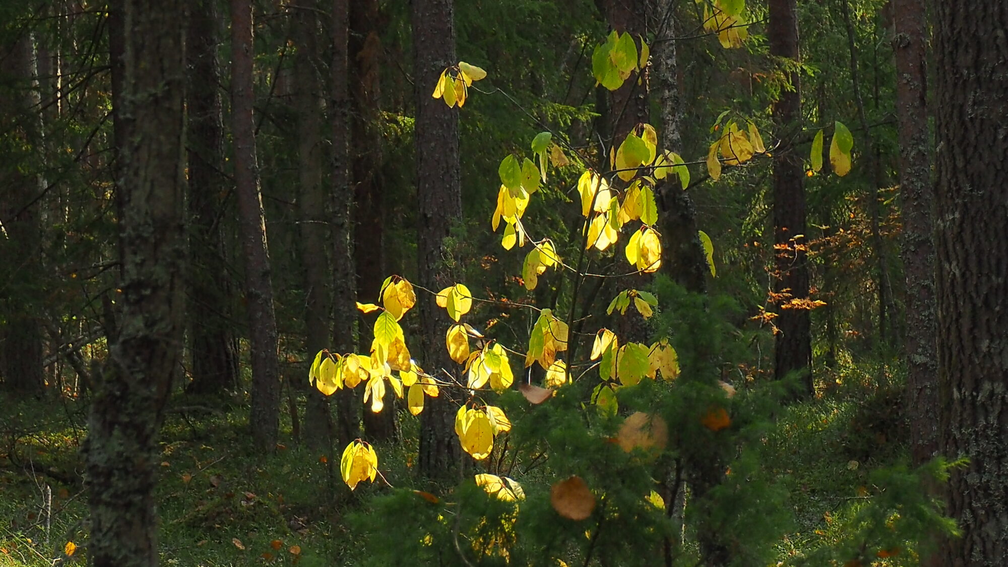 Valokuvaaja: Valtonen Martti