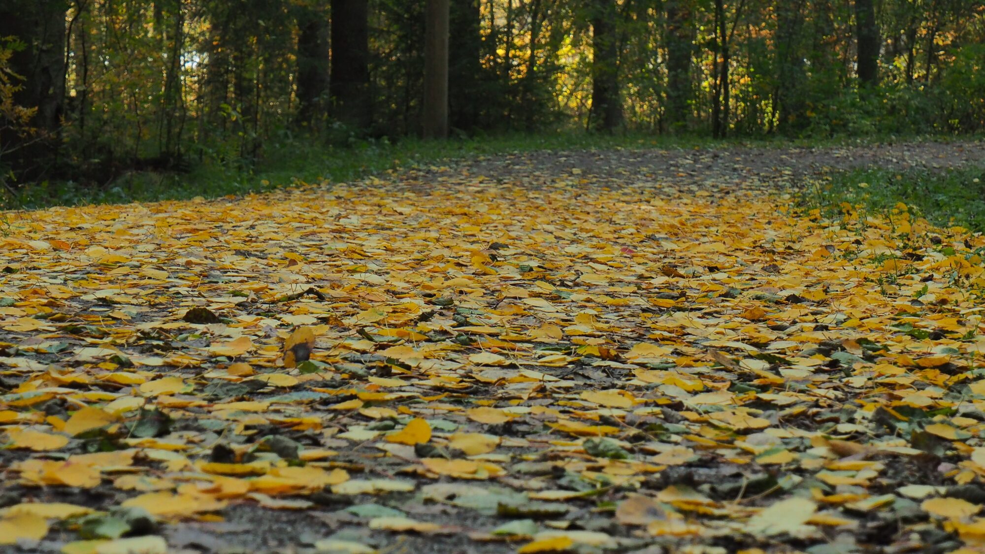 Valokuvaaja: Valtonen Martti
