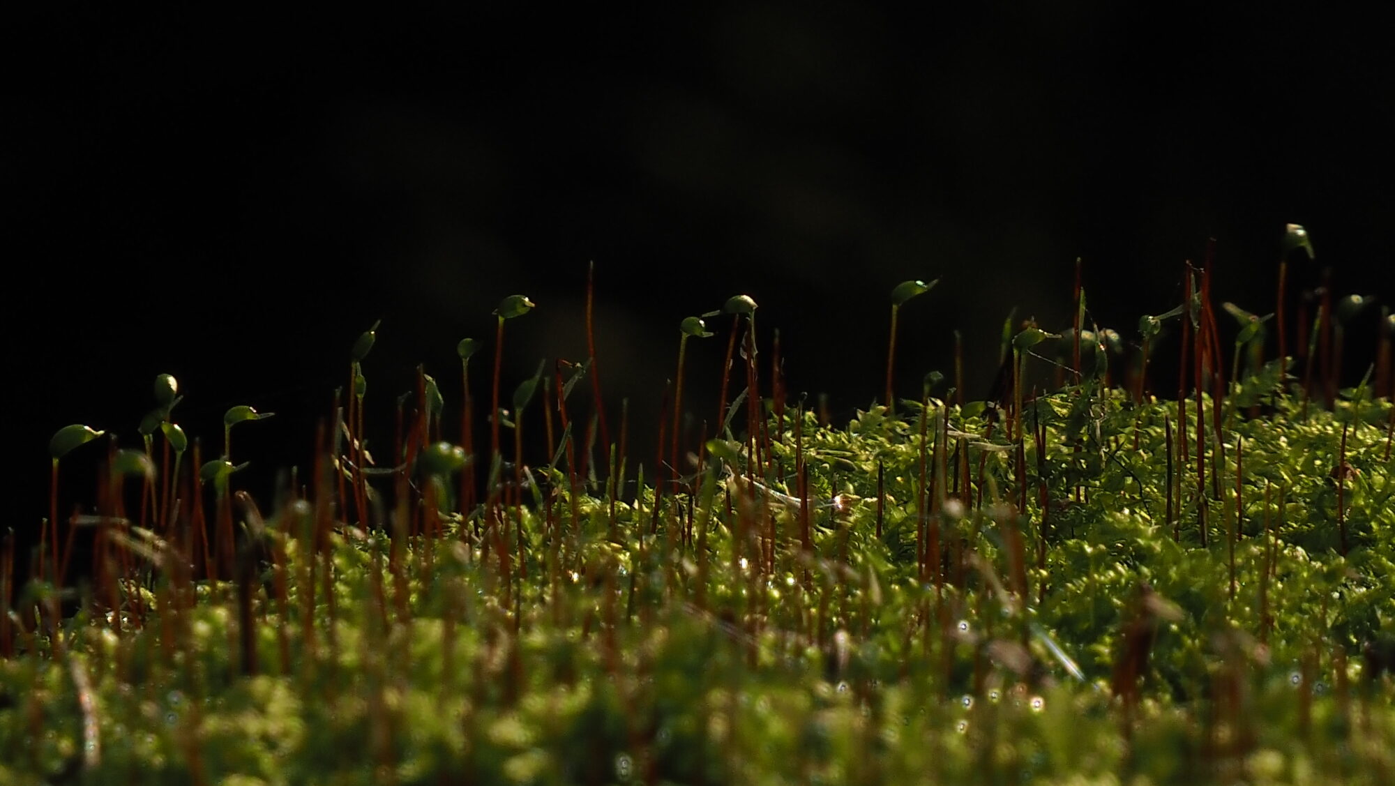 Valokuvaaja: Arja Valtonen