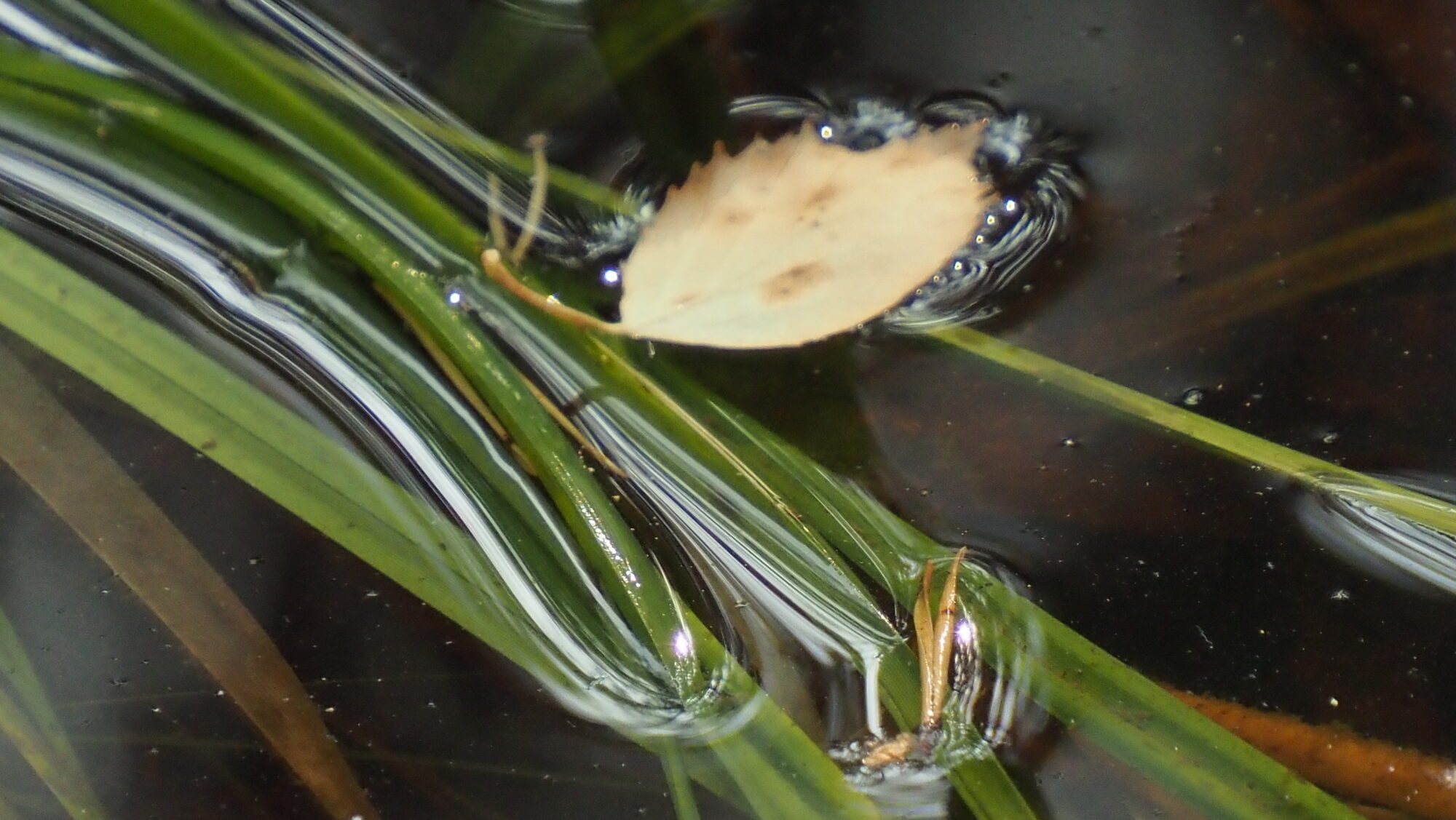 Valokuvaaja: Arja Valtonen