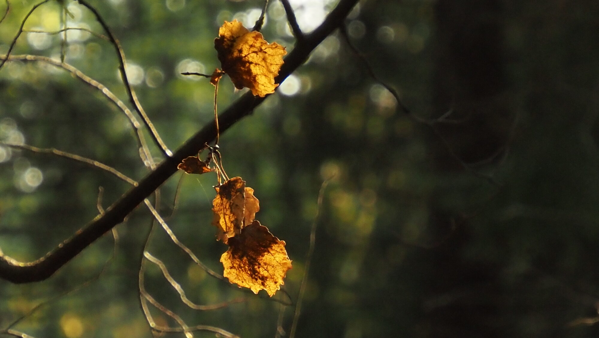 Valokuvaaja: Arja Valtonen