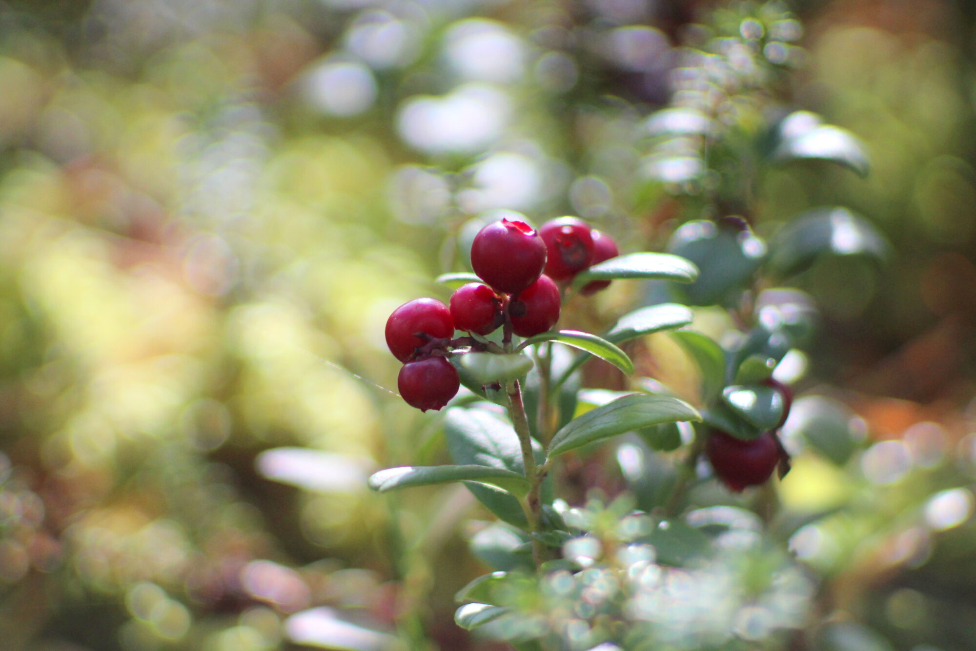 Valokuvaaja: Kalle Asikainen