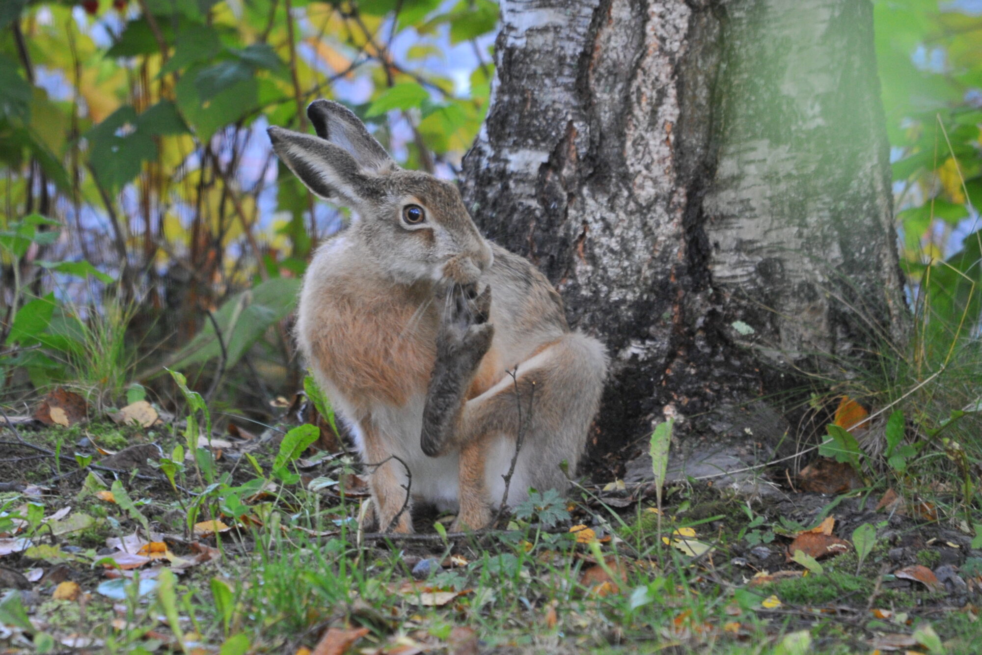 Valokuvaaja: Kaarlo Asikainen