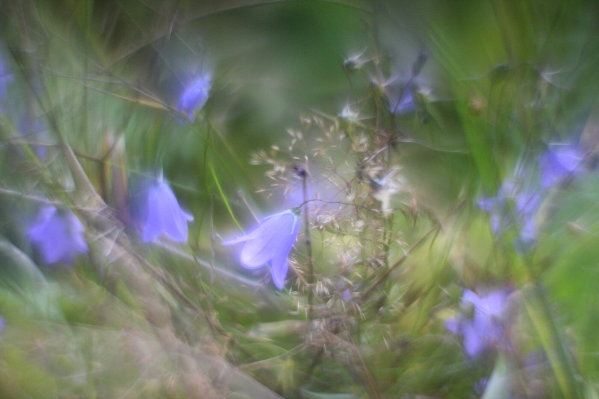 Valokuvaaja: Kaarlo Asikainen