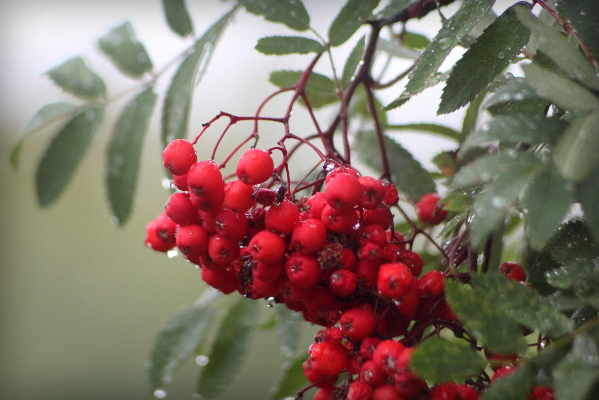 Valokuvaaja: Kaarlo Asikainen