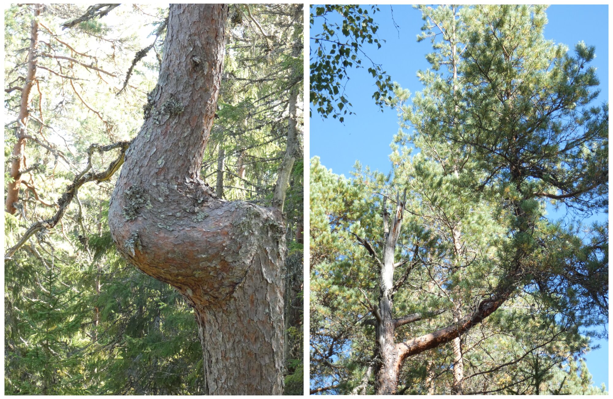 Valokuvaaja: Pekka Heino