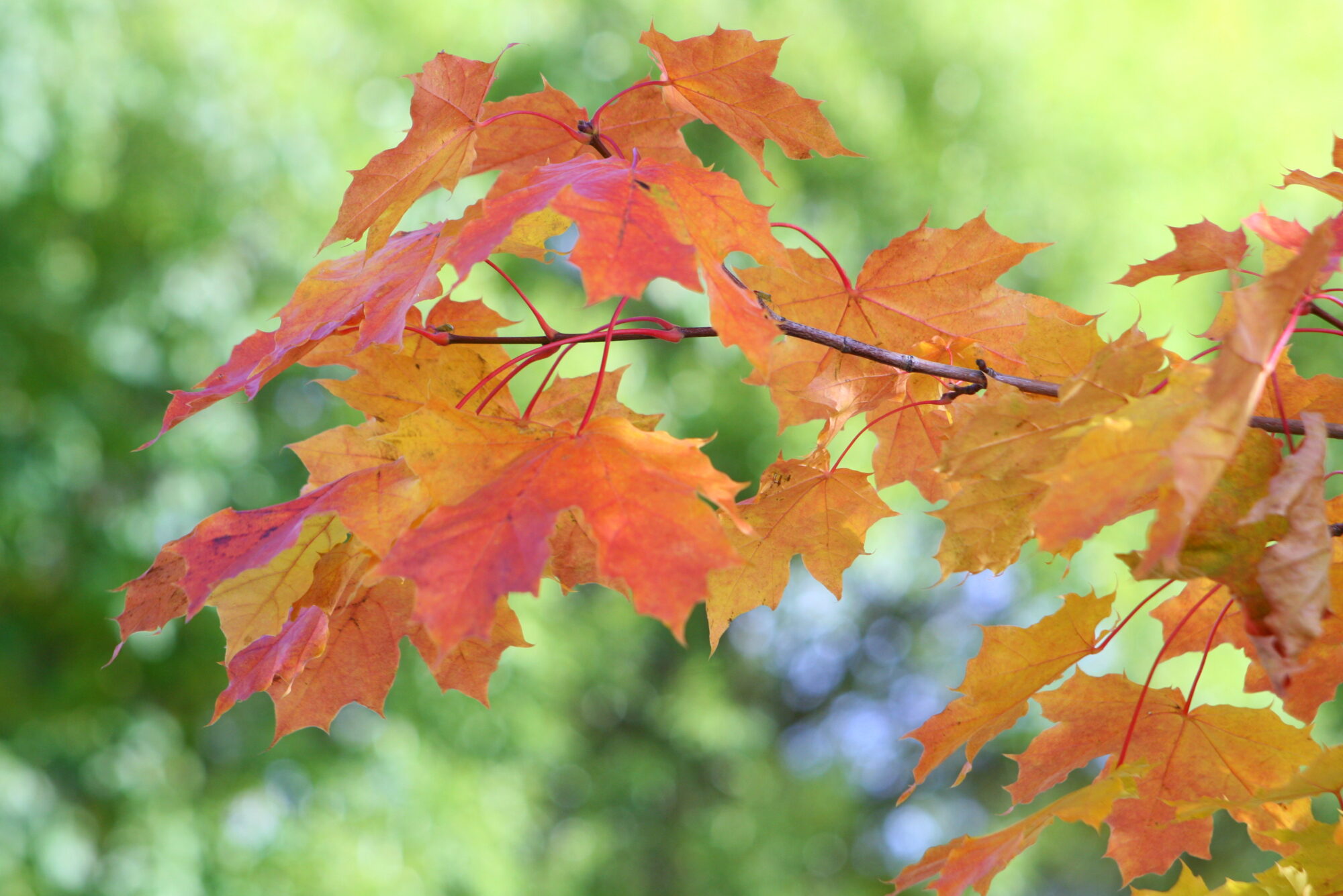 Valokuvaaja: Kaarlo Asikainen Valokuvaaja: Kaarlo Asikainen