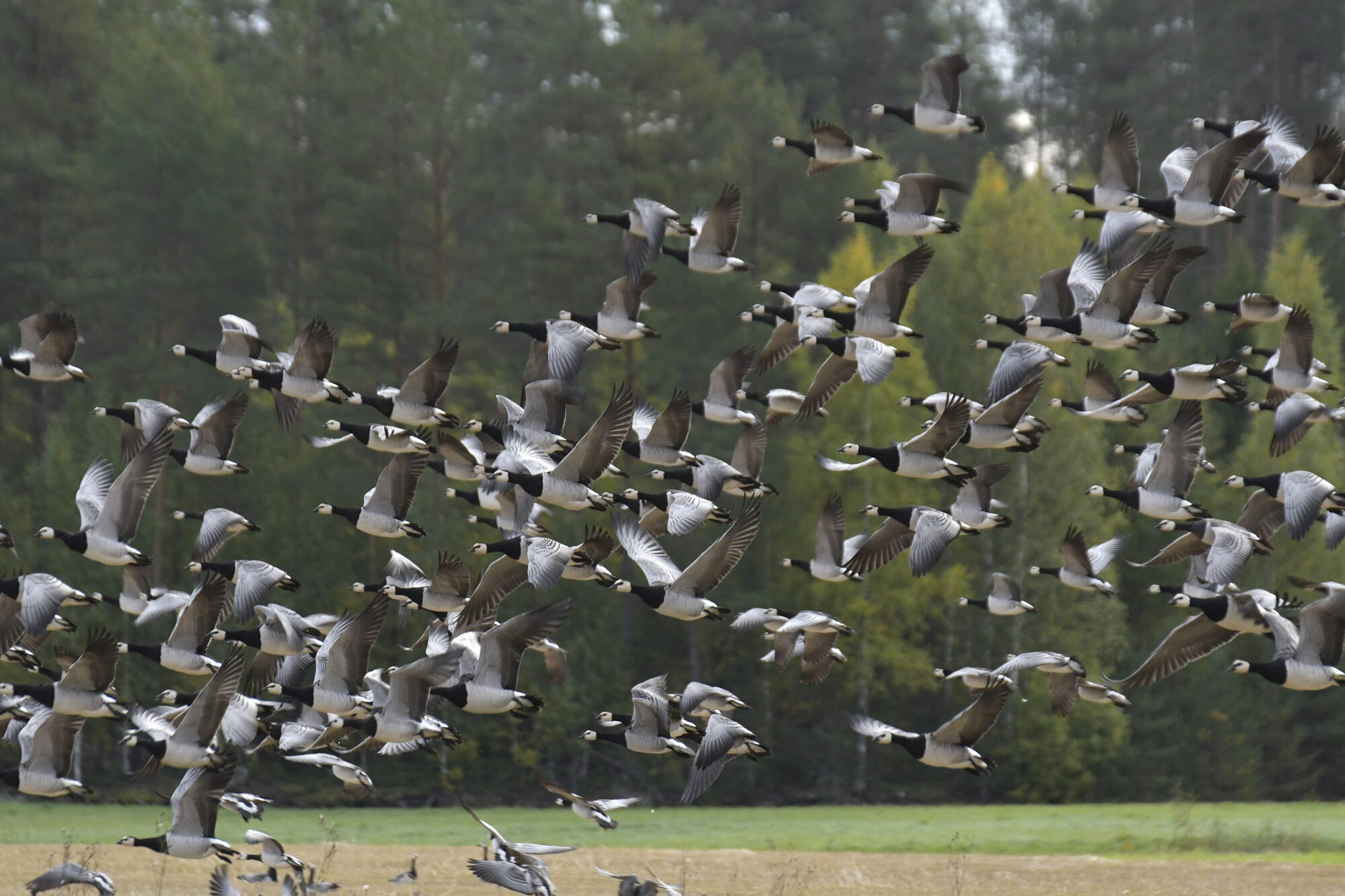 Valokuvaaja: Päivi Kiiskinen-Mustonen