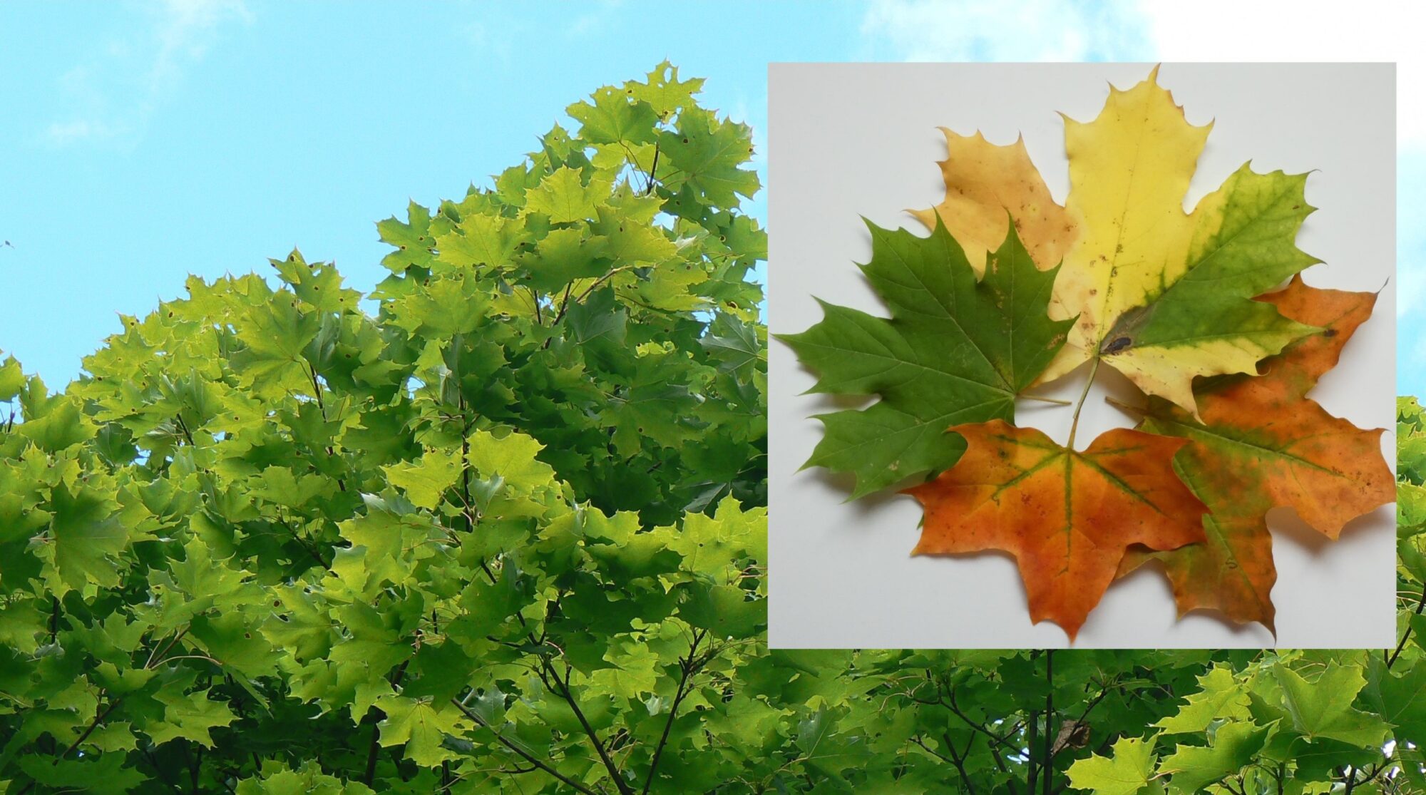 Valokuvaaja: Pekka Heino