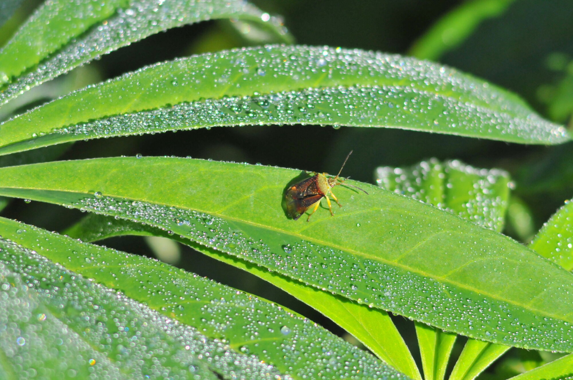 Valokuvaaja: Kaarlo Asikainen