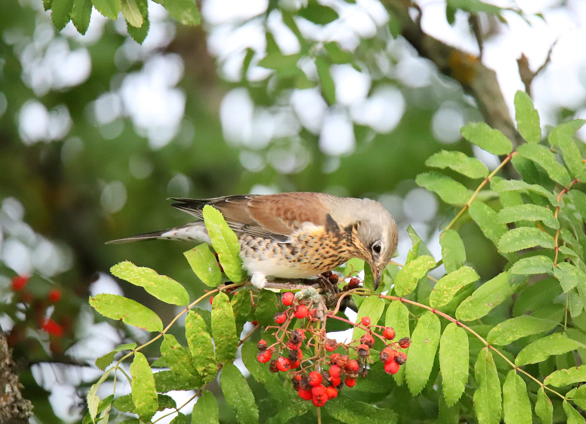 Valokuvaaja: sirpa jyske Valokuvaaja: sirpa jyske