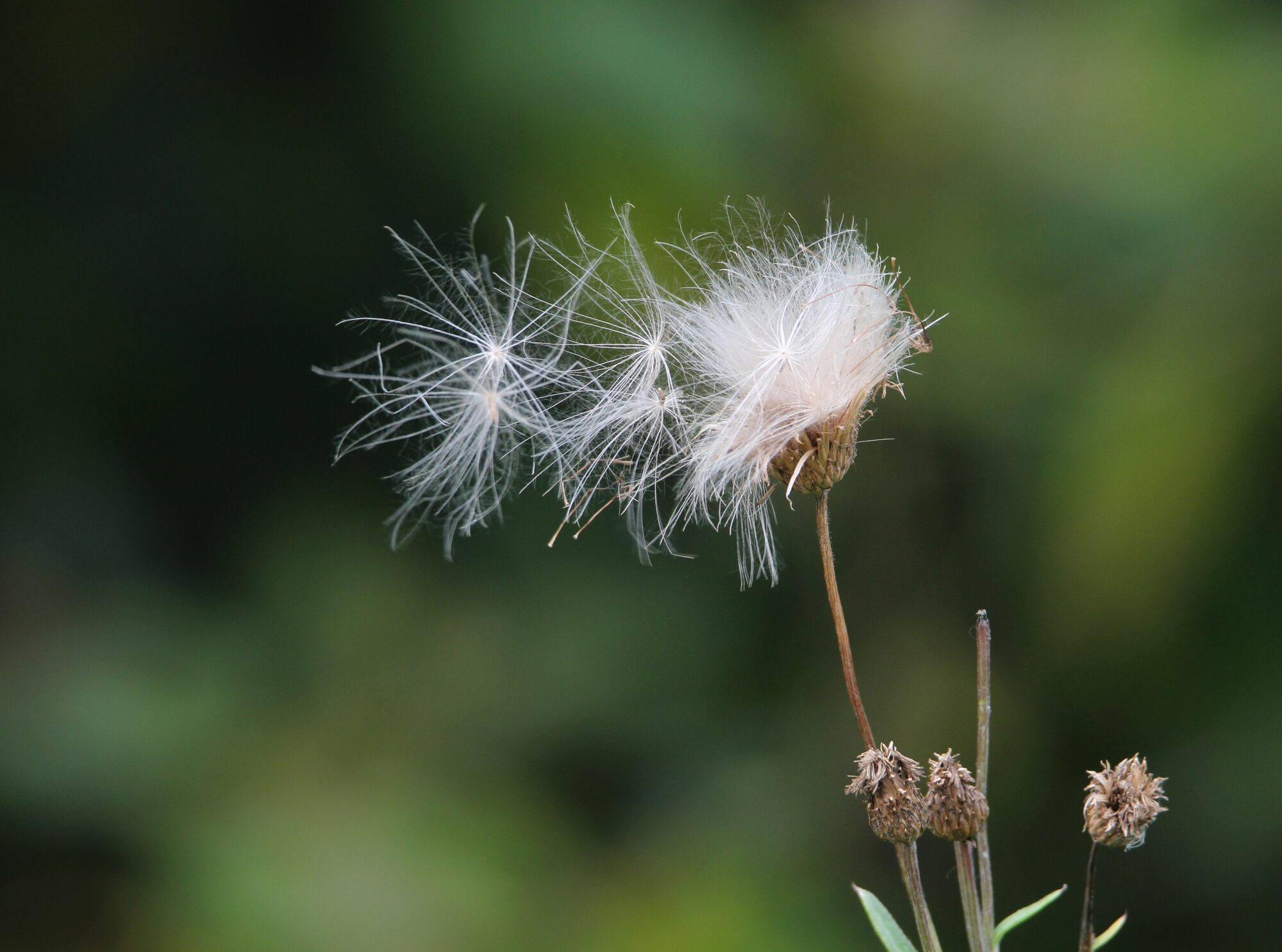 Valokuvaaja: Jaana Saarelainen