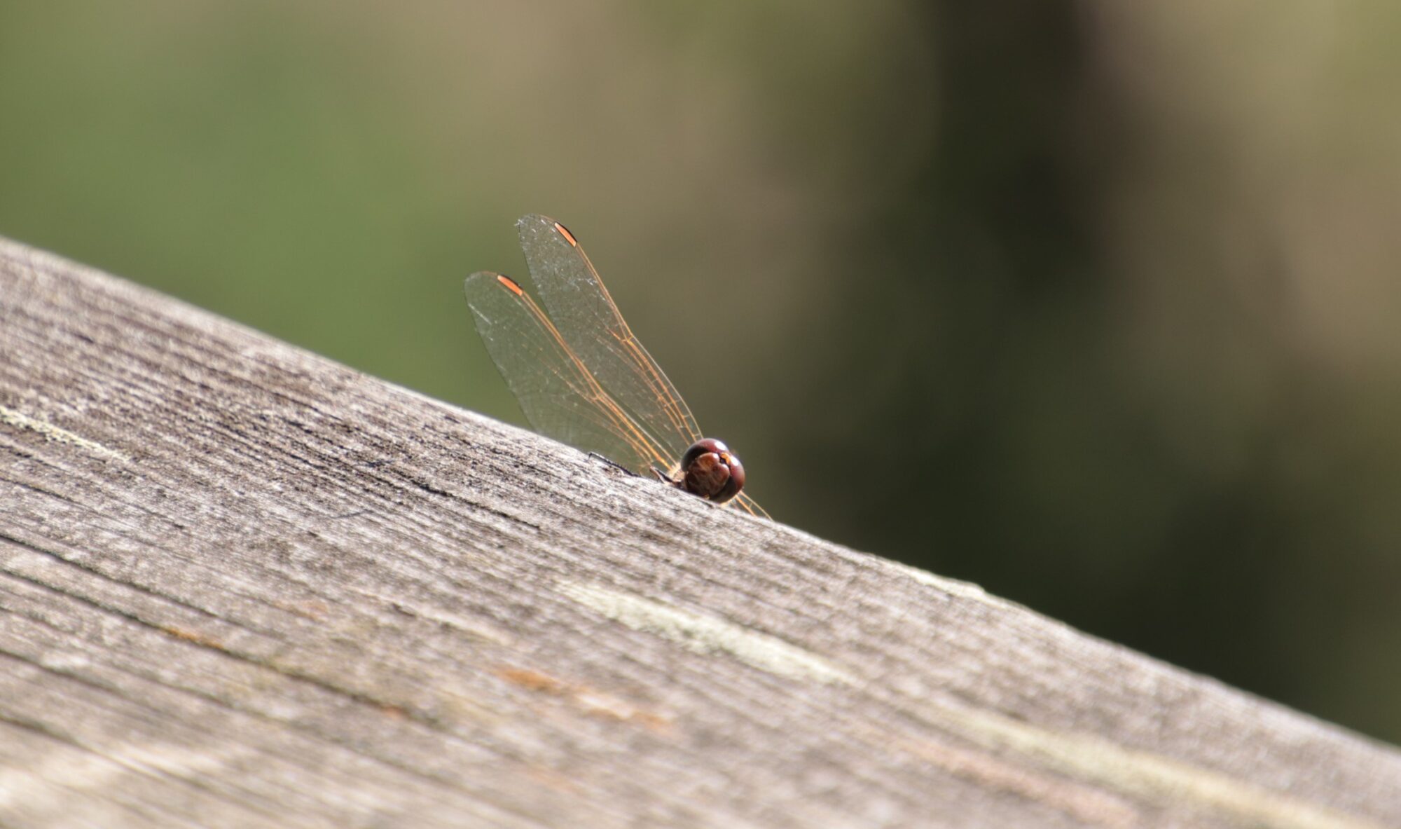 Valokuvaaja: Tuulia Aho