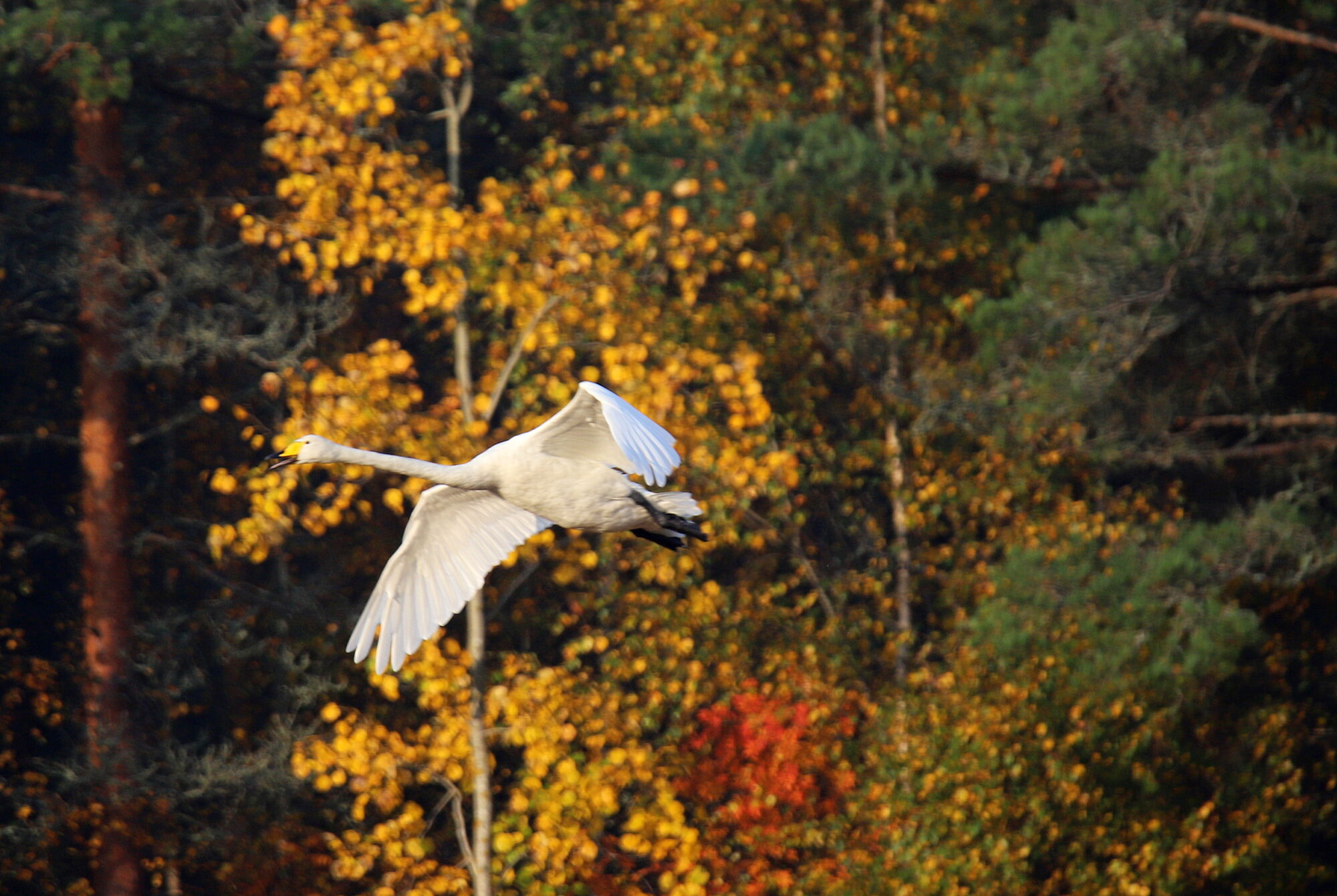 Valokuvaaja: sirpa jyske