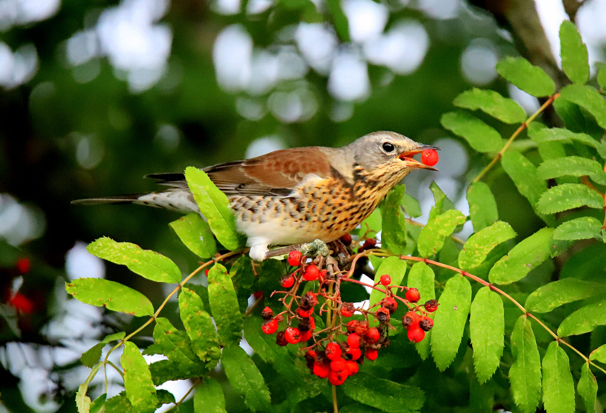 Valokuvaaja: sirpa jyske Valokuvaaja: sirpa jyske