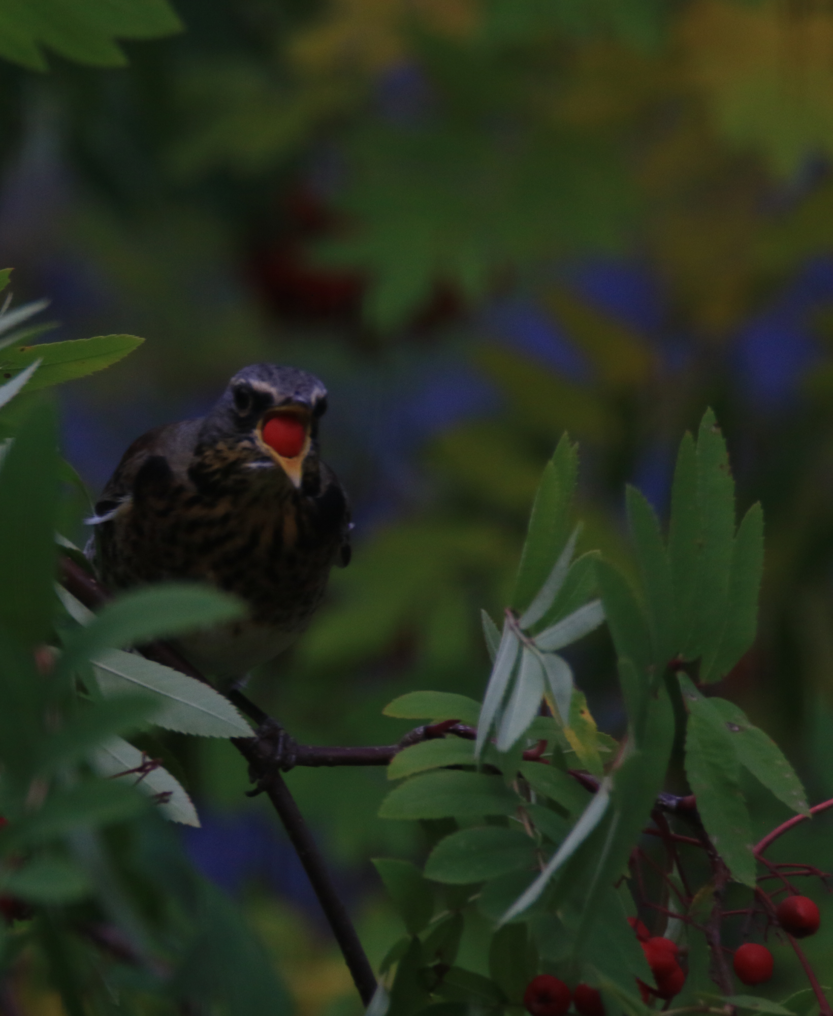 Valokuvaaja: Ahti Keränen