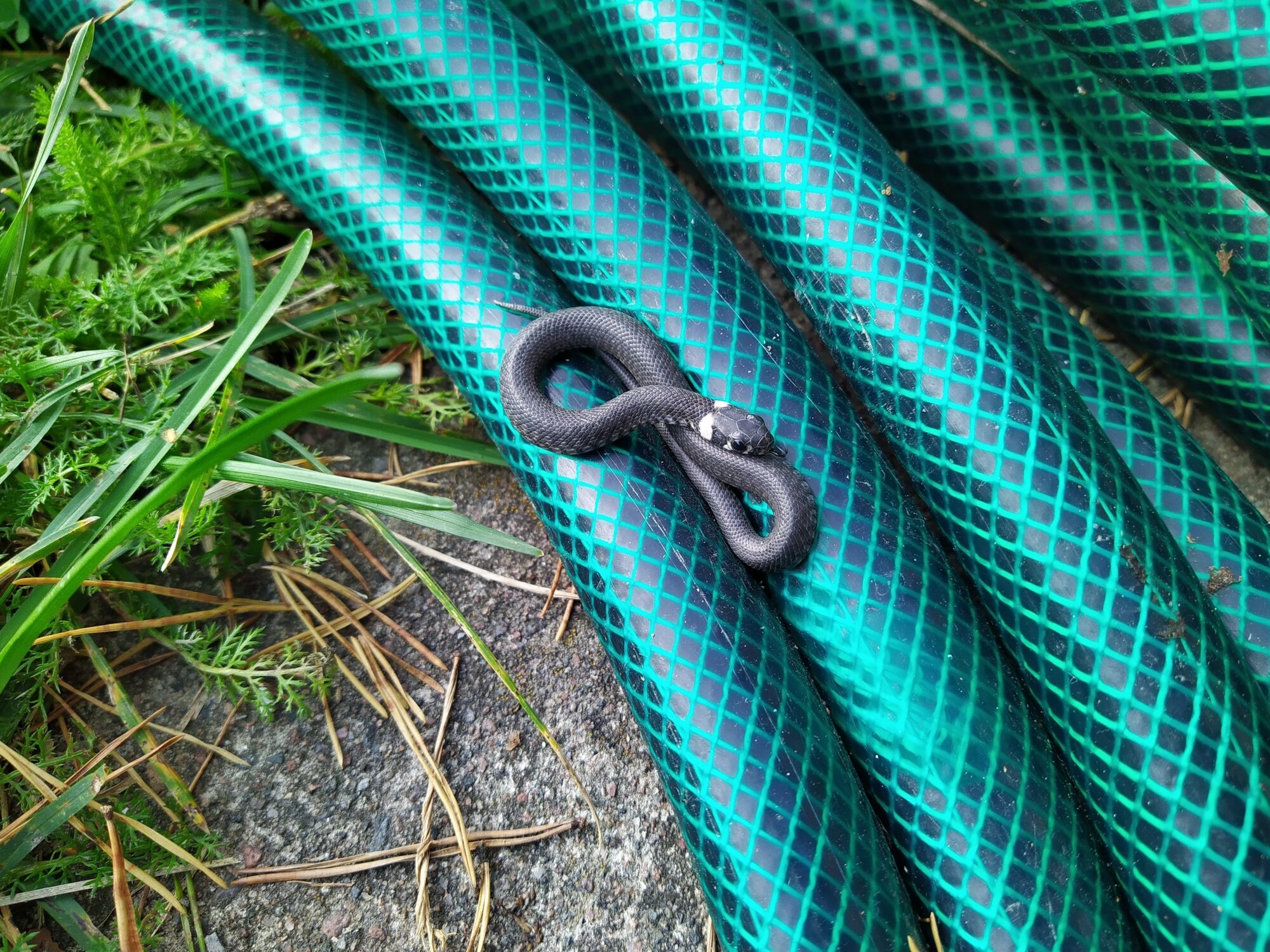 Valokuvaaja: Arja Pohto