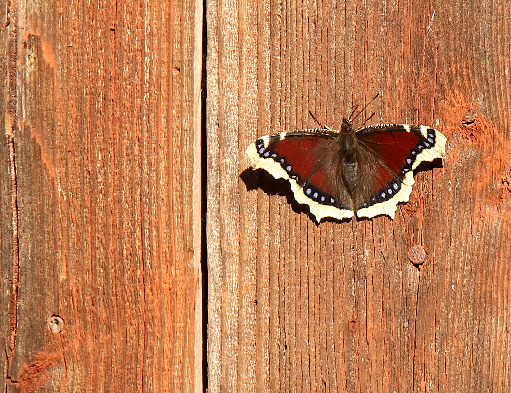 Valokuvaaja: sirpa jyske Valokuvaaja: sirpa jyske