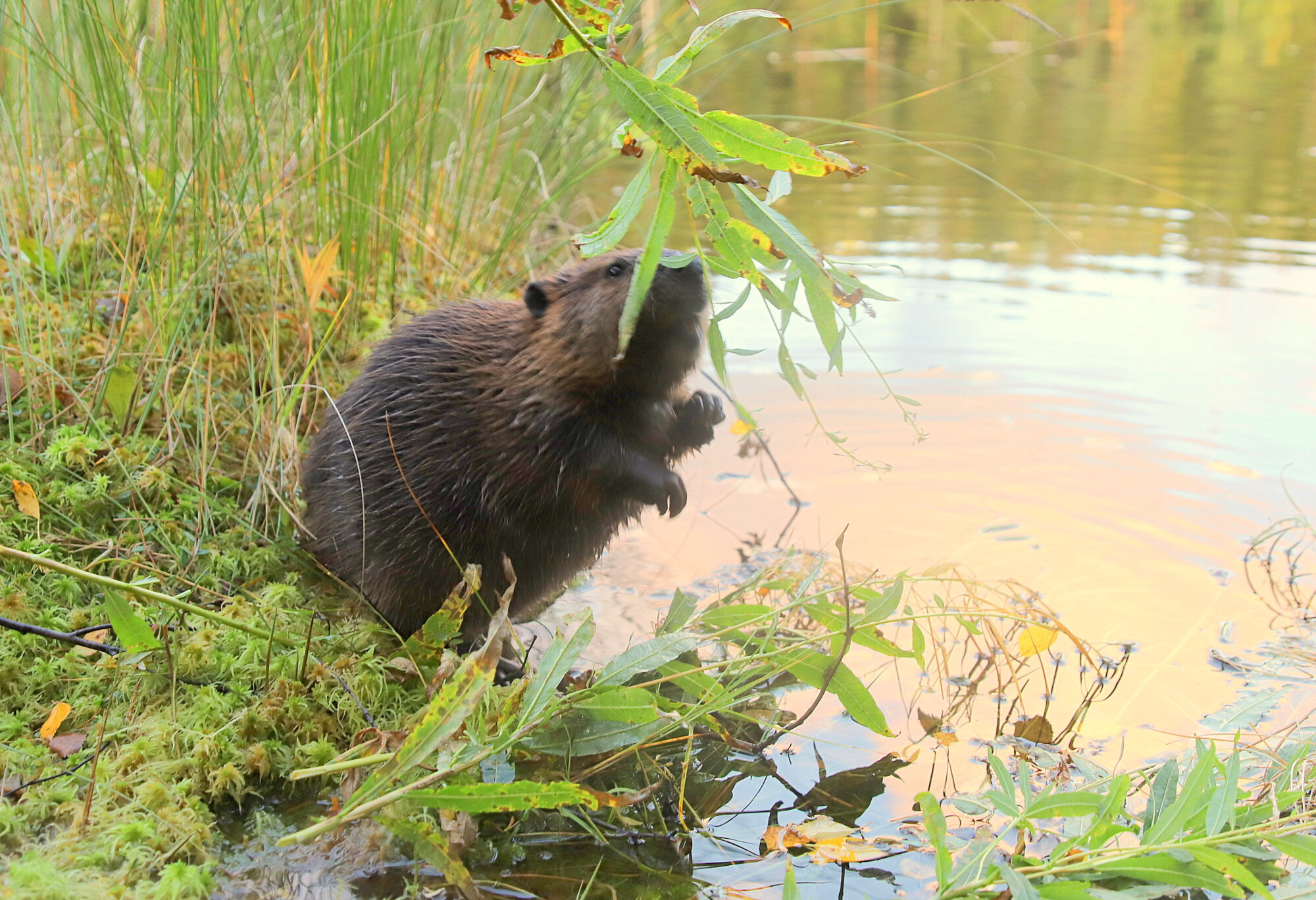Valokuvaaja: sirpa jyske