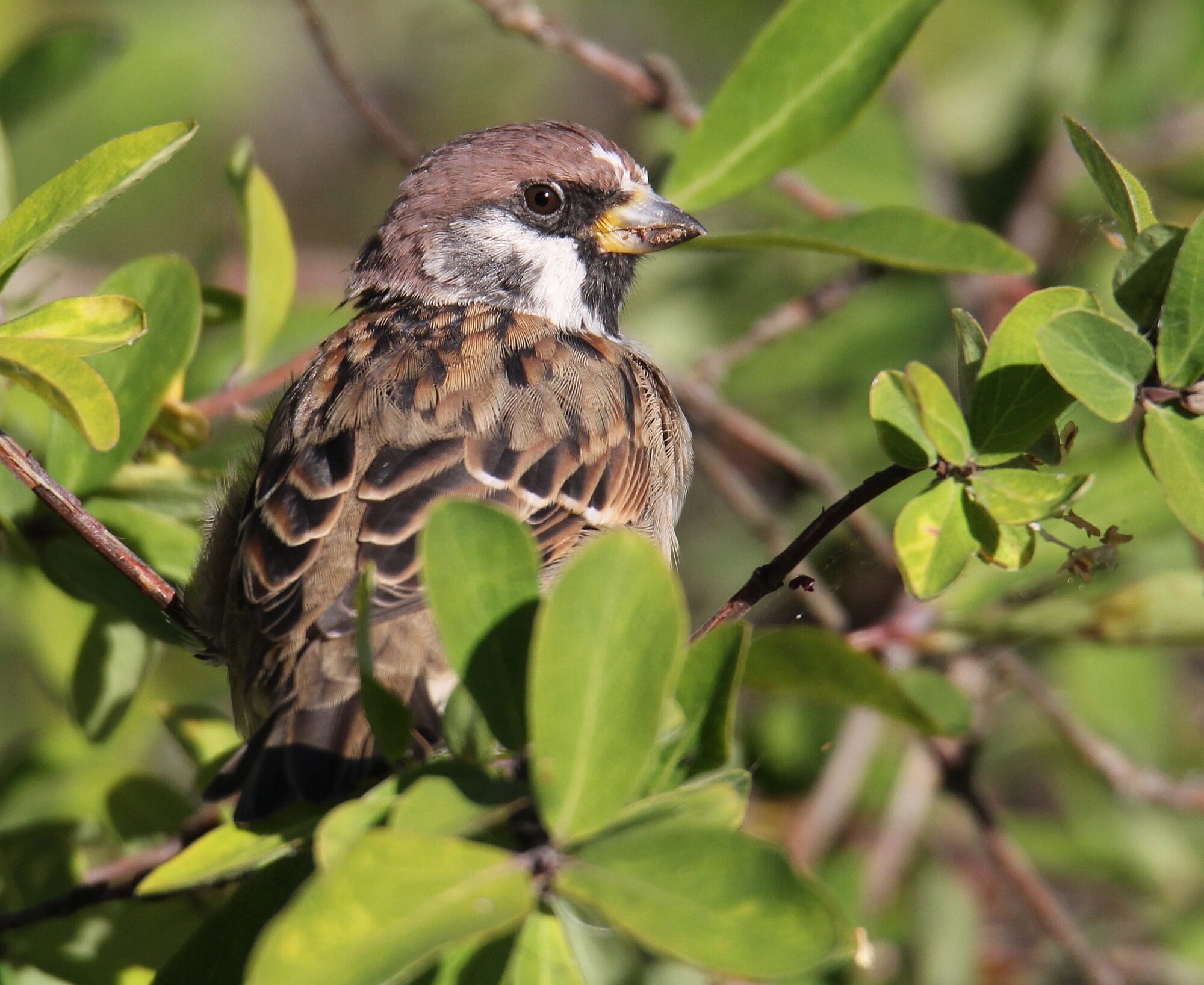 Valokuvaaja: Jaana Saarelainen