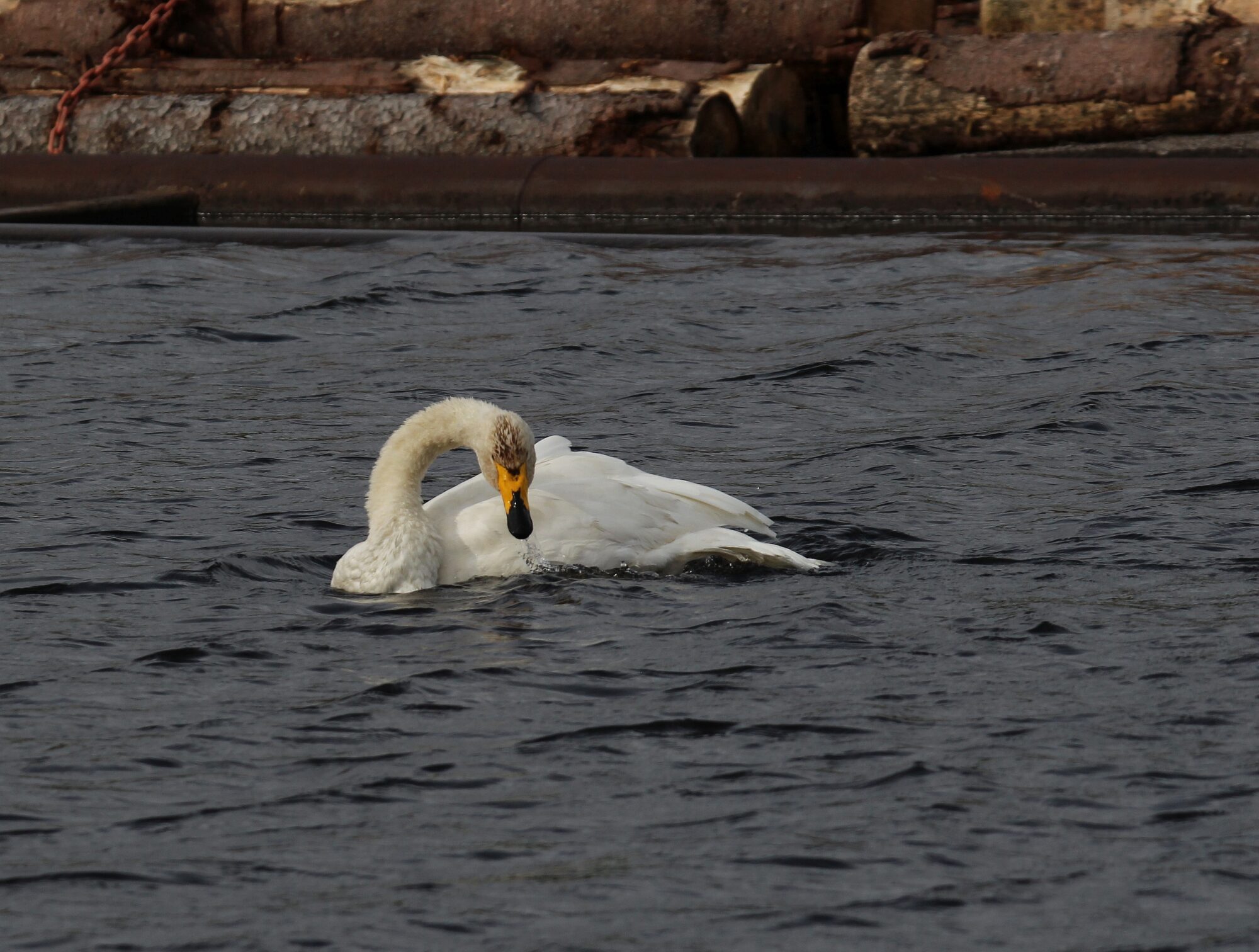 Valokuvaaja: Jaana Saarelainen