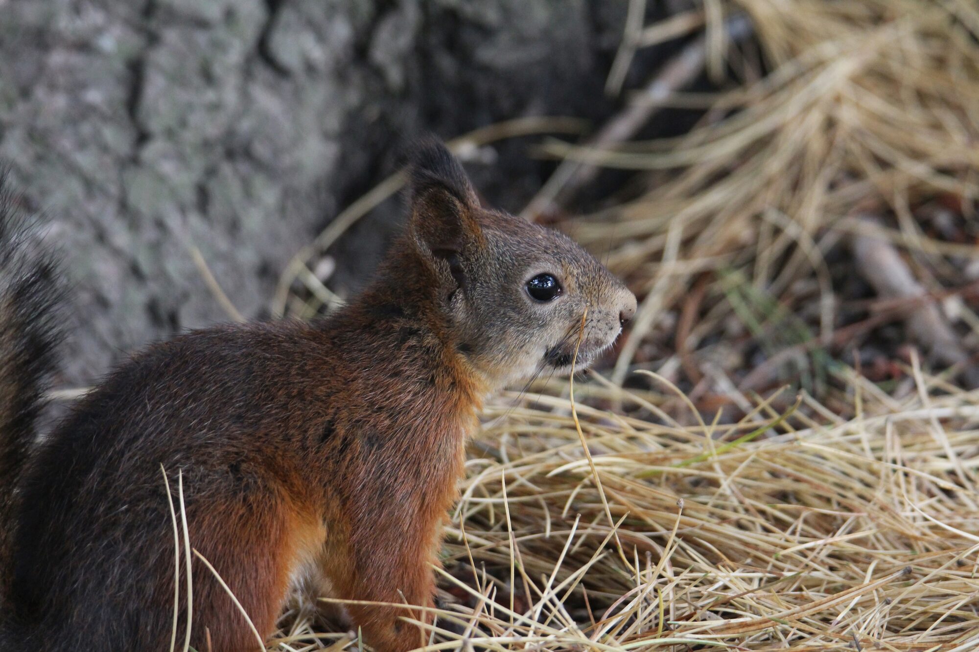 Valokuvaaja: Jaana Saarelainen