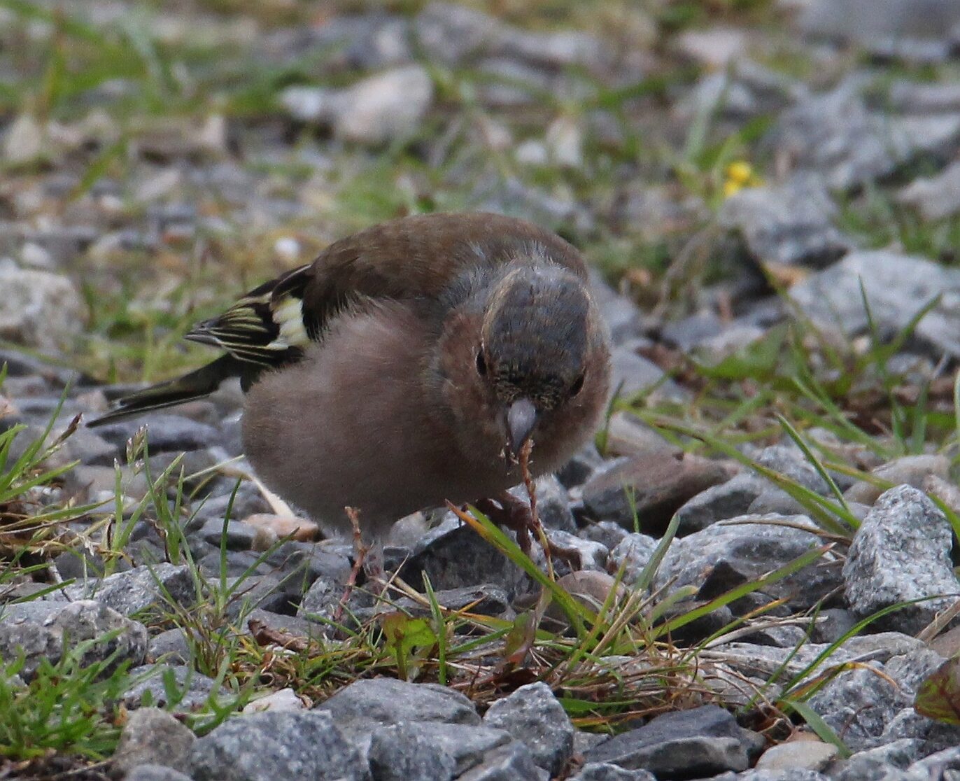 Valokuvaaja: Jaana Saarelainen