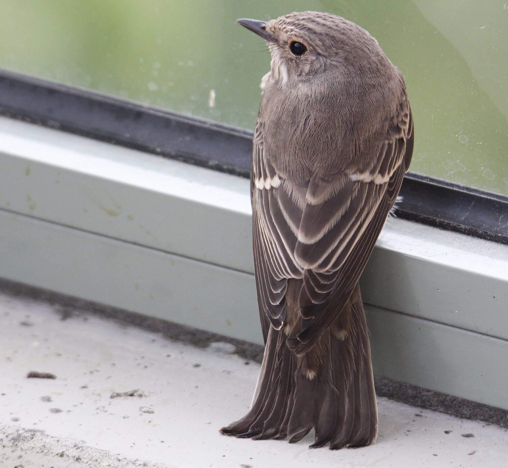 Valokuvaaja: Jaana Saarelainen