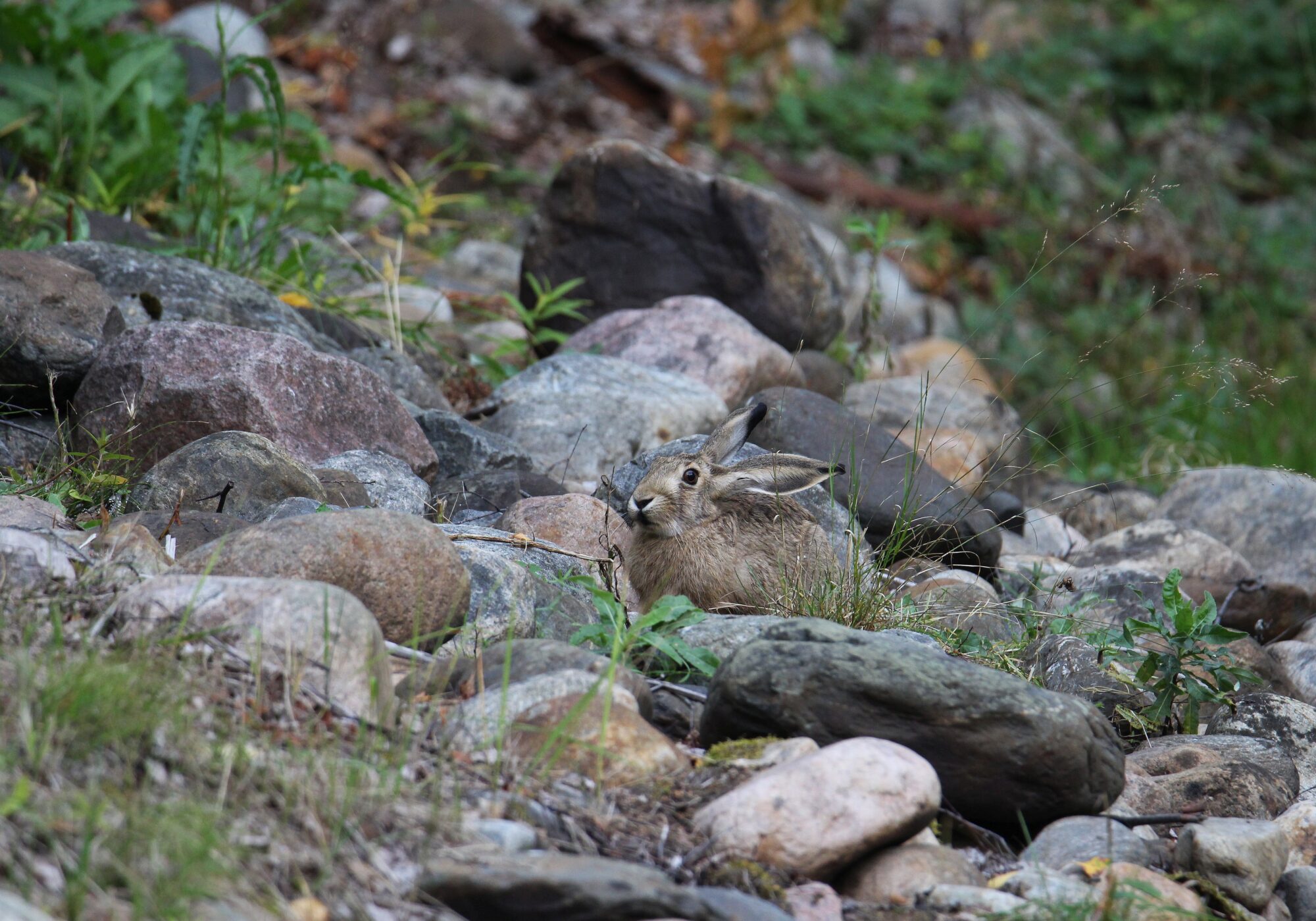 Valokuvaaja: Jaana Saarelainen