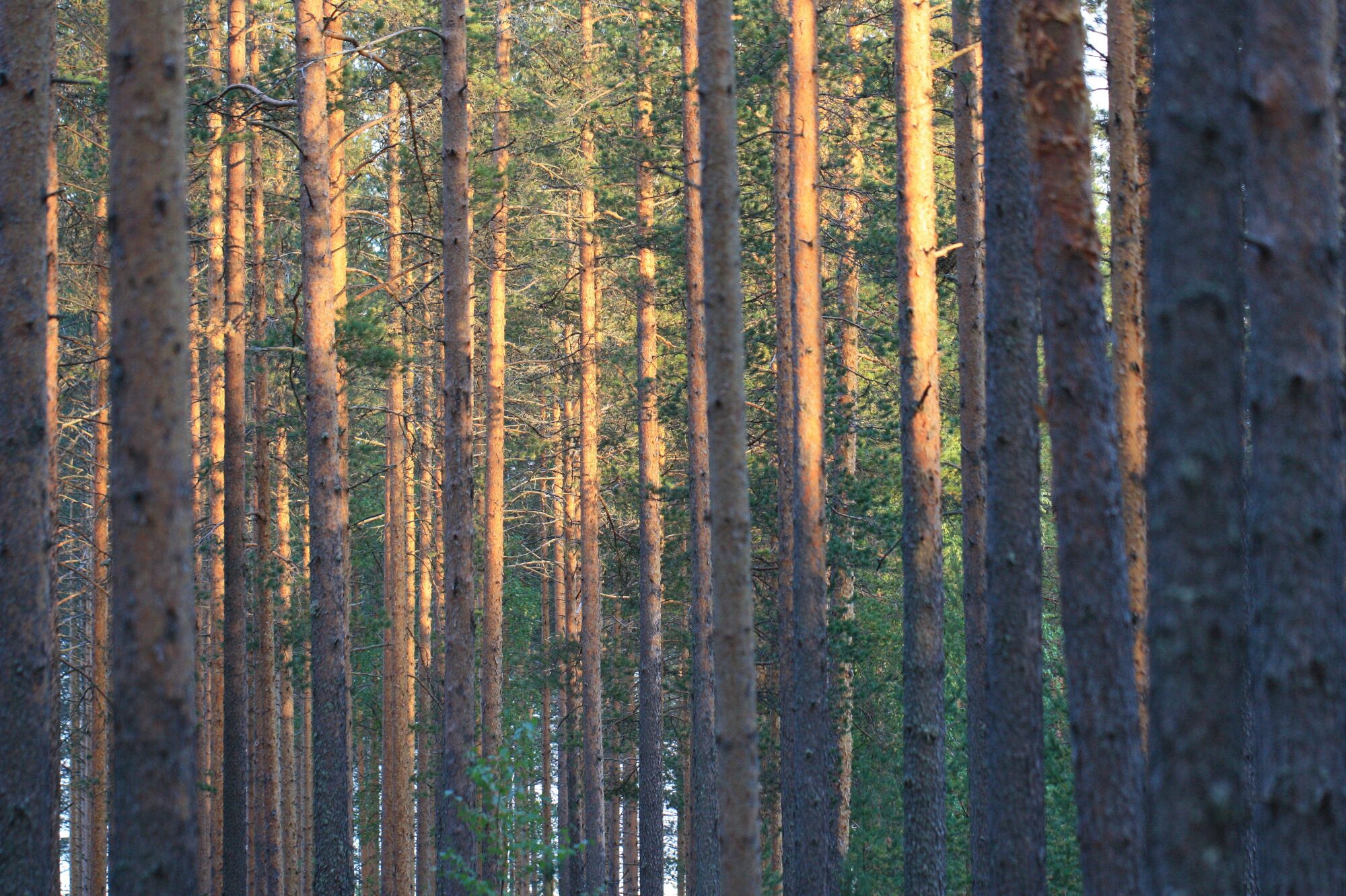 Valokuvaaja: Jaana Saarelainen