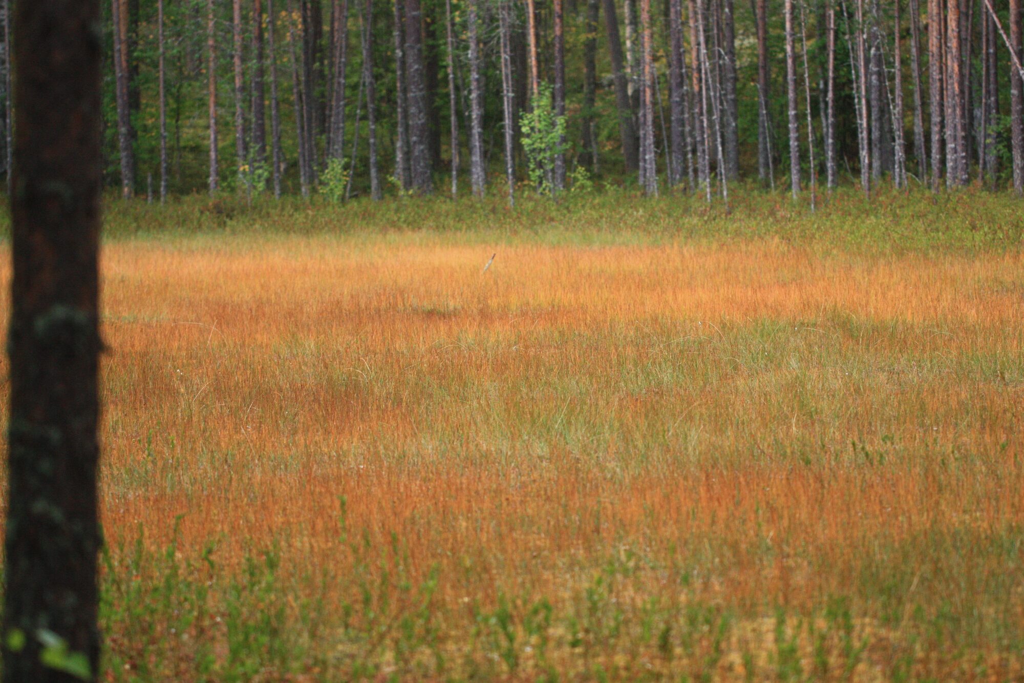 Valokuvaaja: Jaana Saarelainen