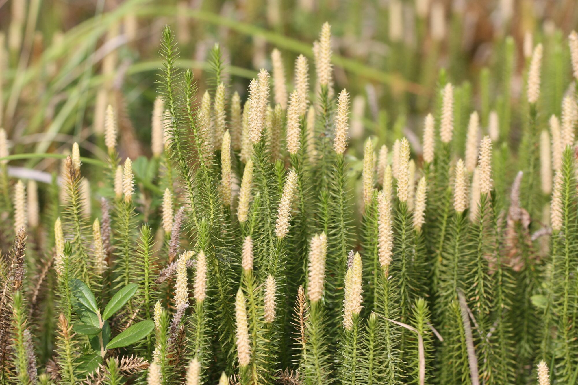 Valokuvaaja: Jaana Saarelainen