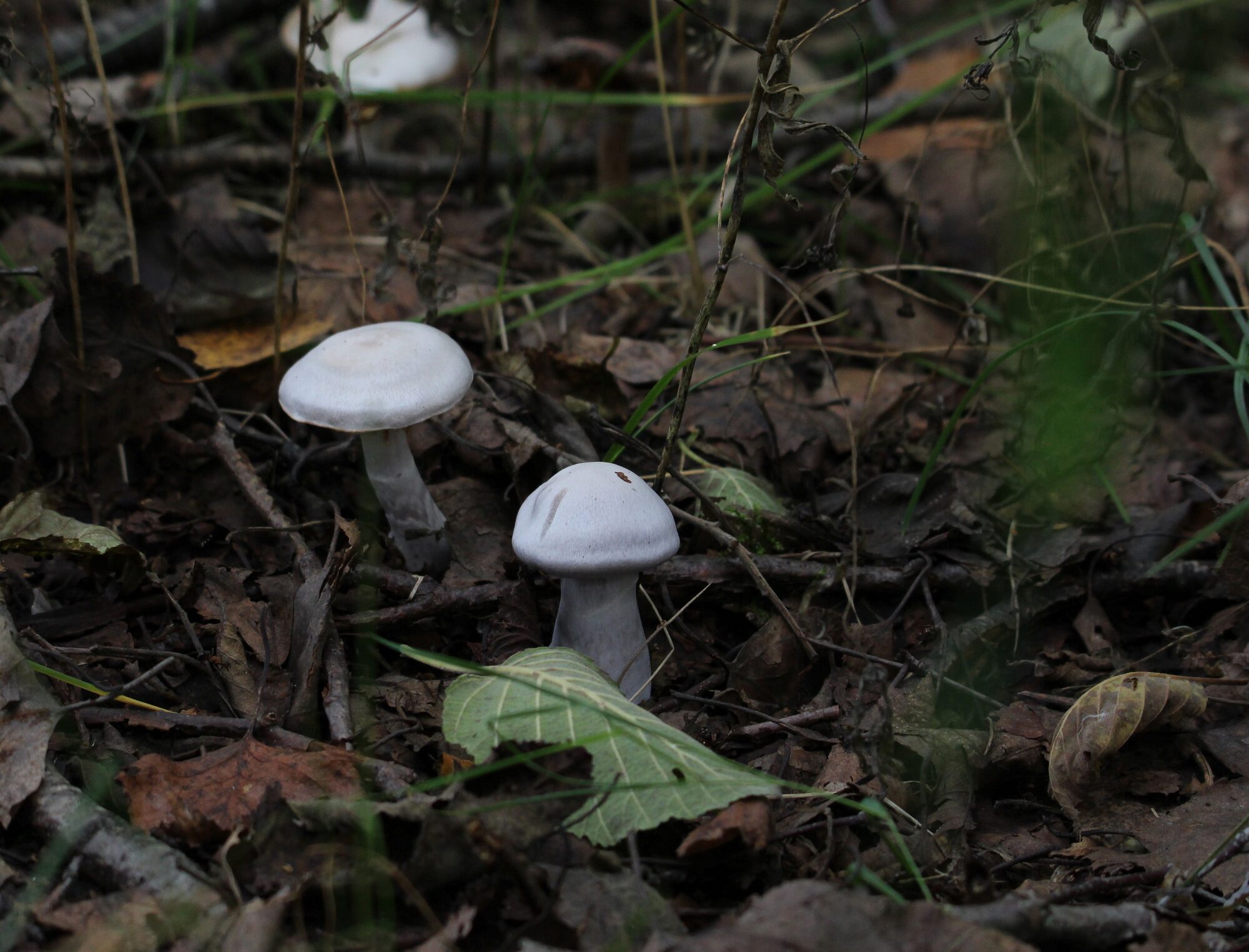 Valokuvaaja: Jaana Saarelainen