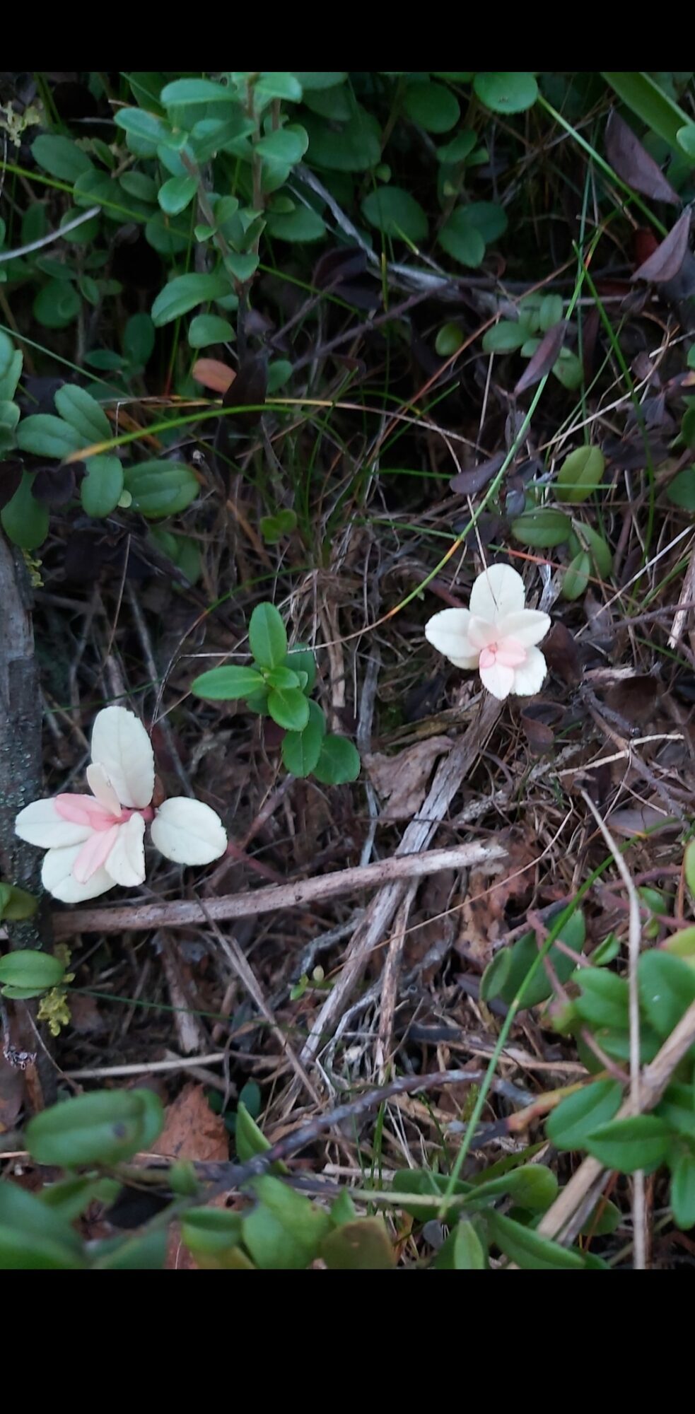 Valokuvaaja: Catja Hägglund