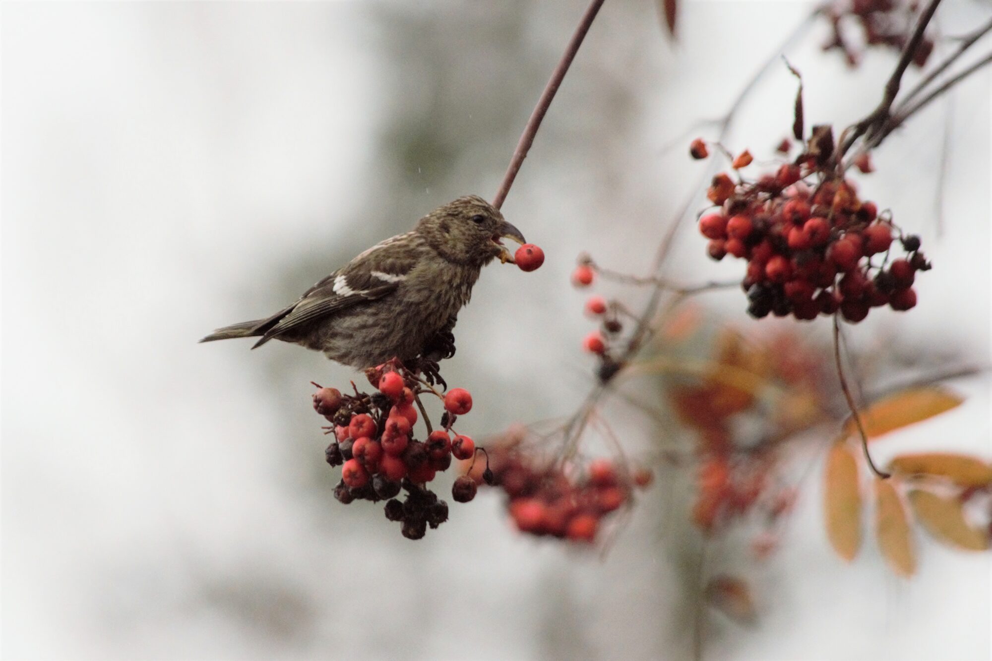 Valokuvaaja: Leena Rissanen
