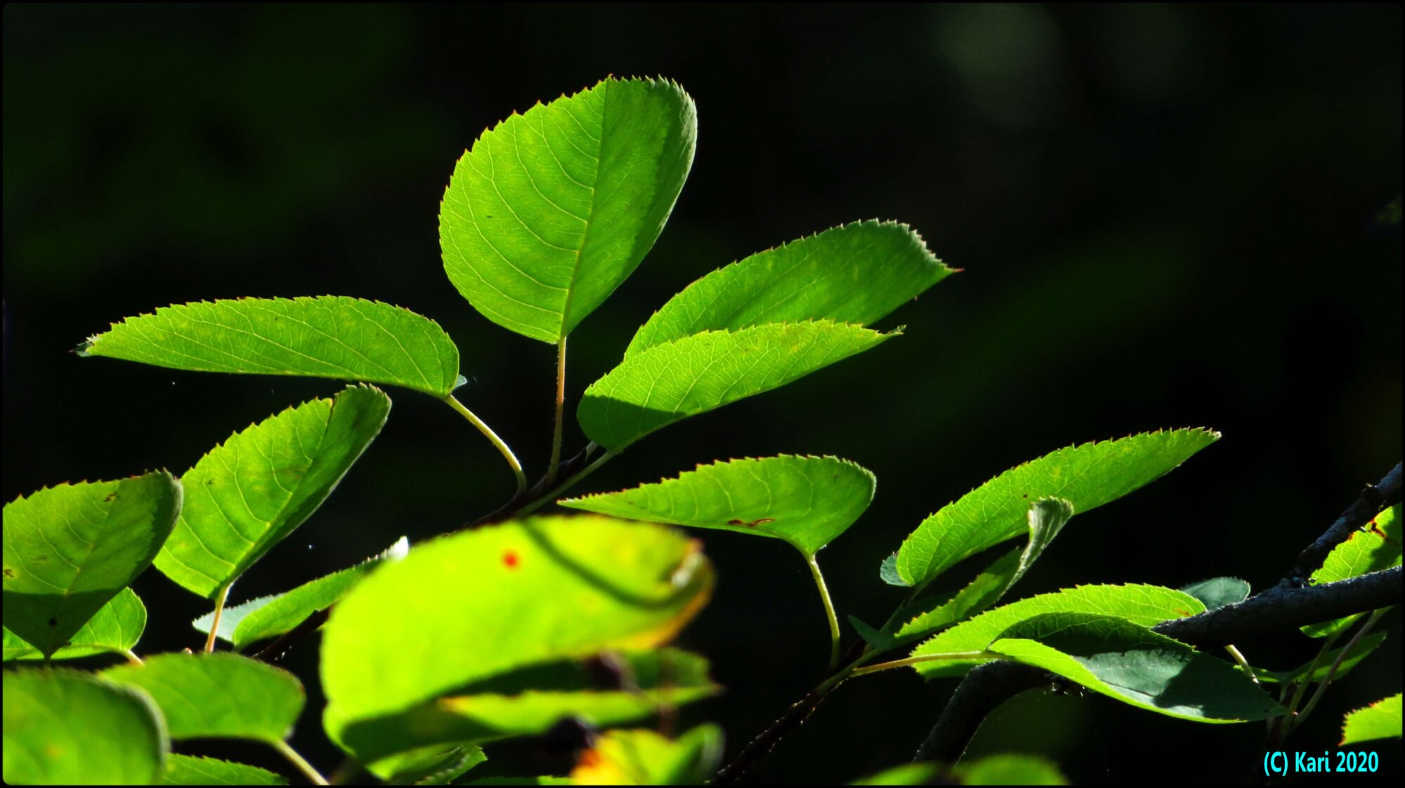 Valokuvaaja: Kari Saarinen