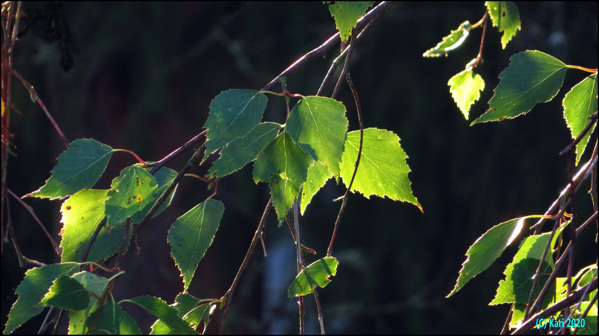 Valokuvaaja: Kari Saarinen