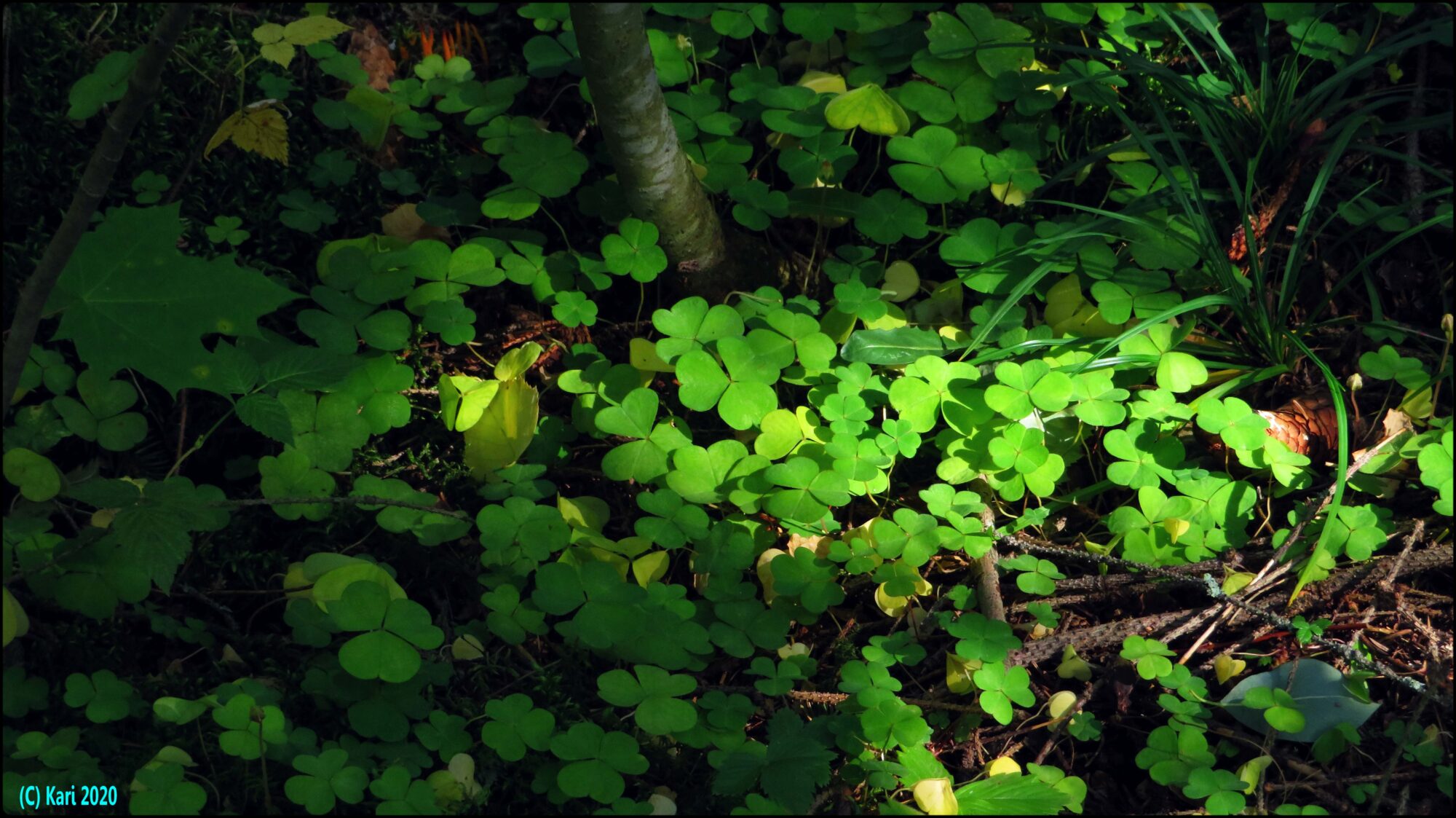 Valokuvaaja: Kari Saarinen