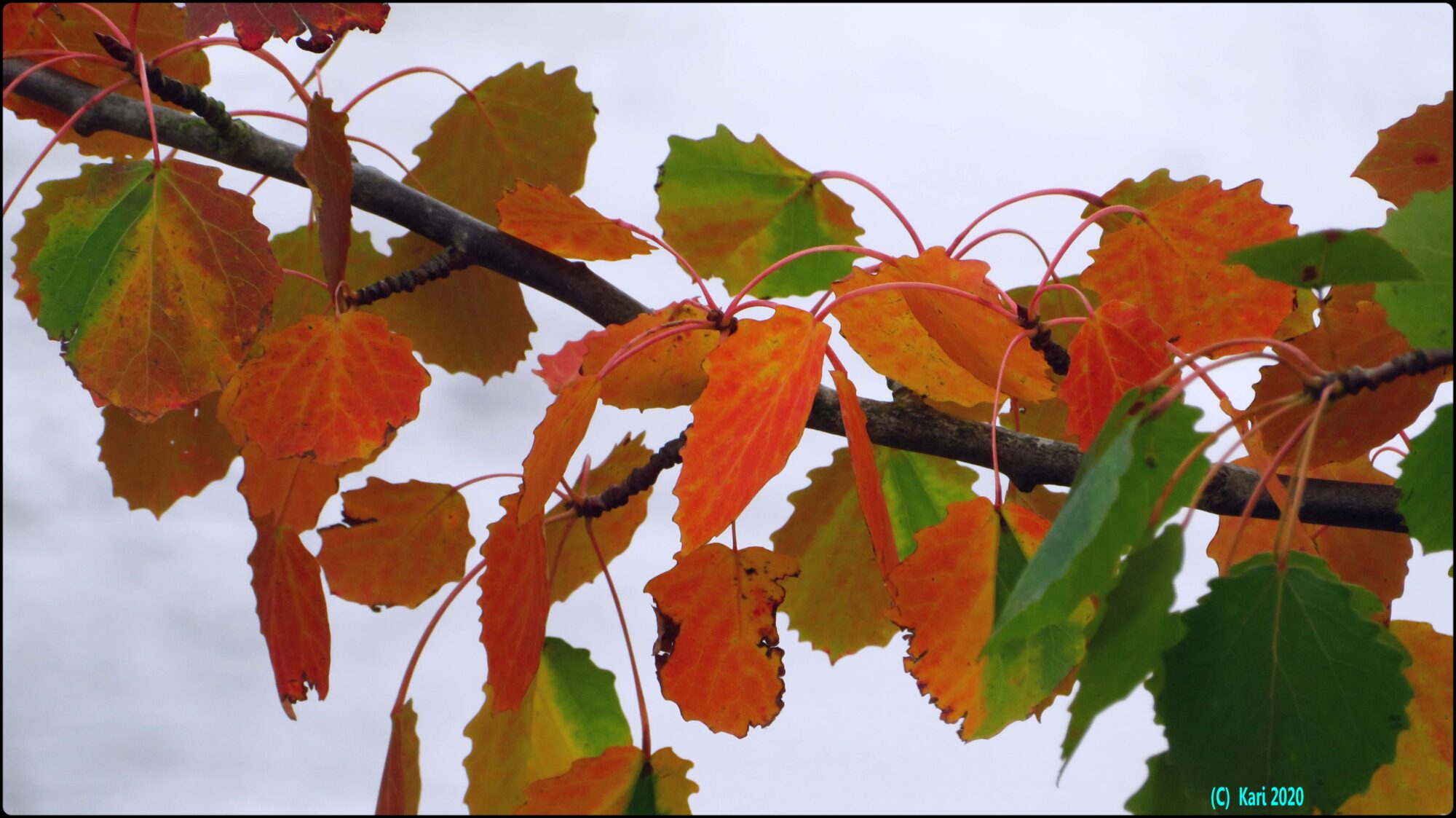 Valokuvaaja: Kari Saarinen