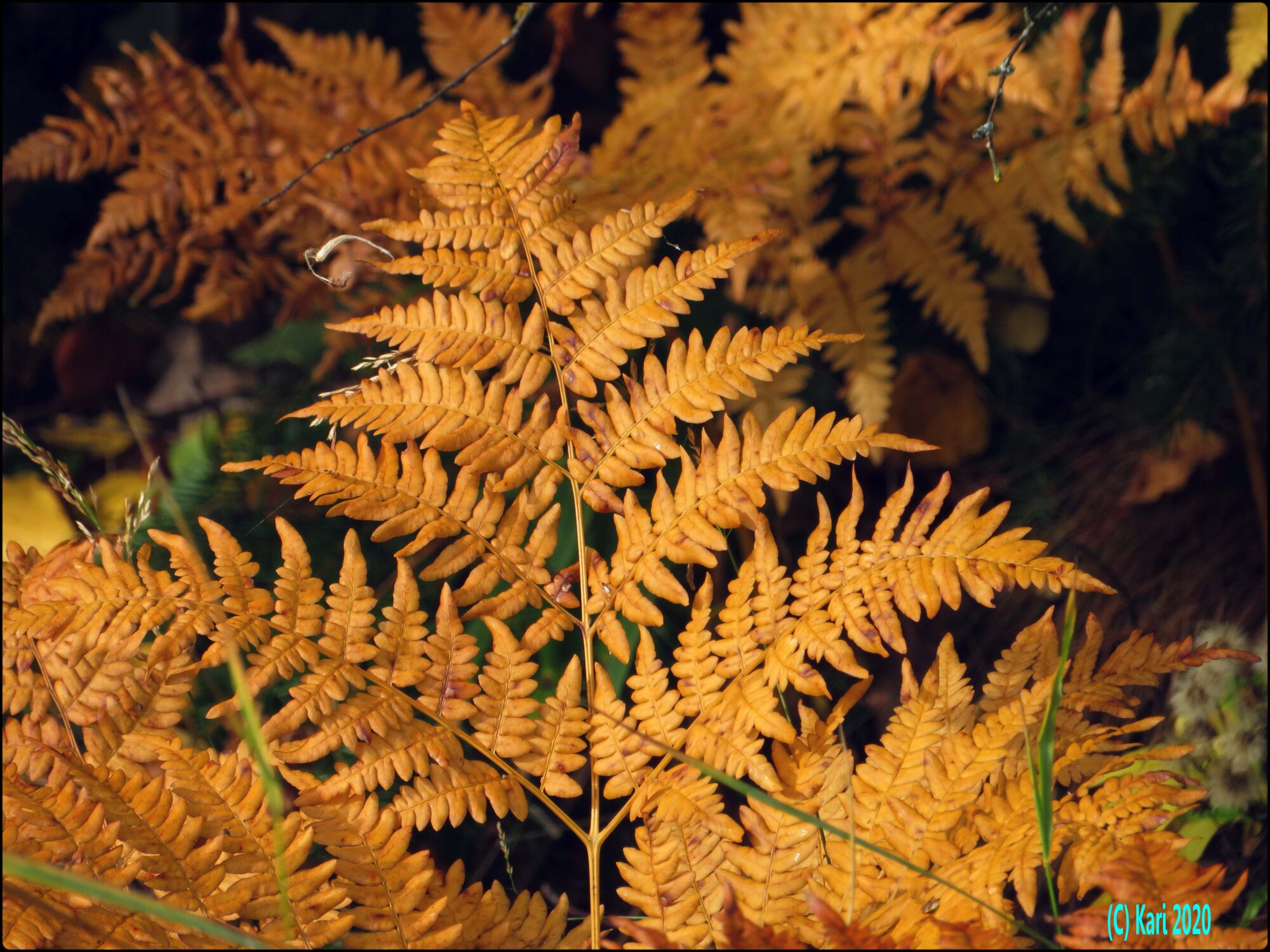 Valokuvaaja: Kari Saarinen