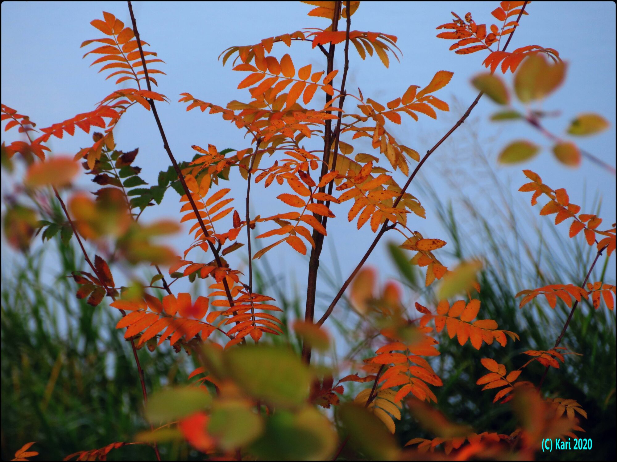 Valokuvaaja: Lempäälä