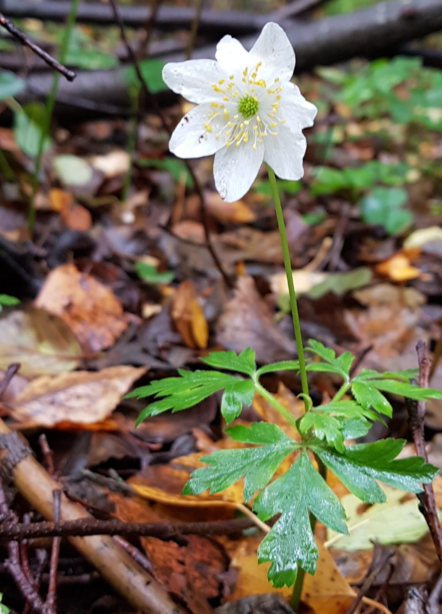 Valokuvaaja: Päivi Tahvanainen