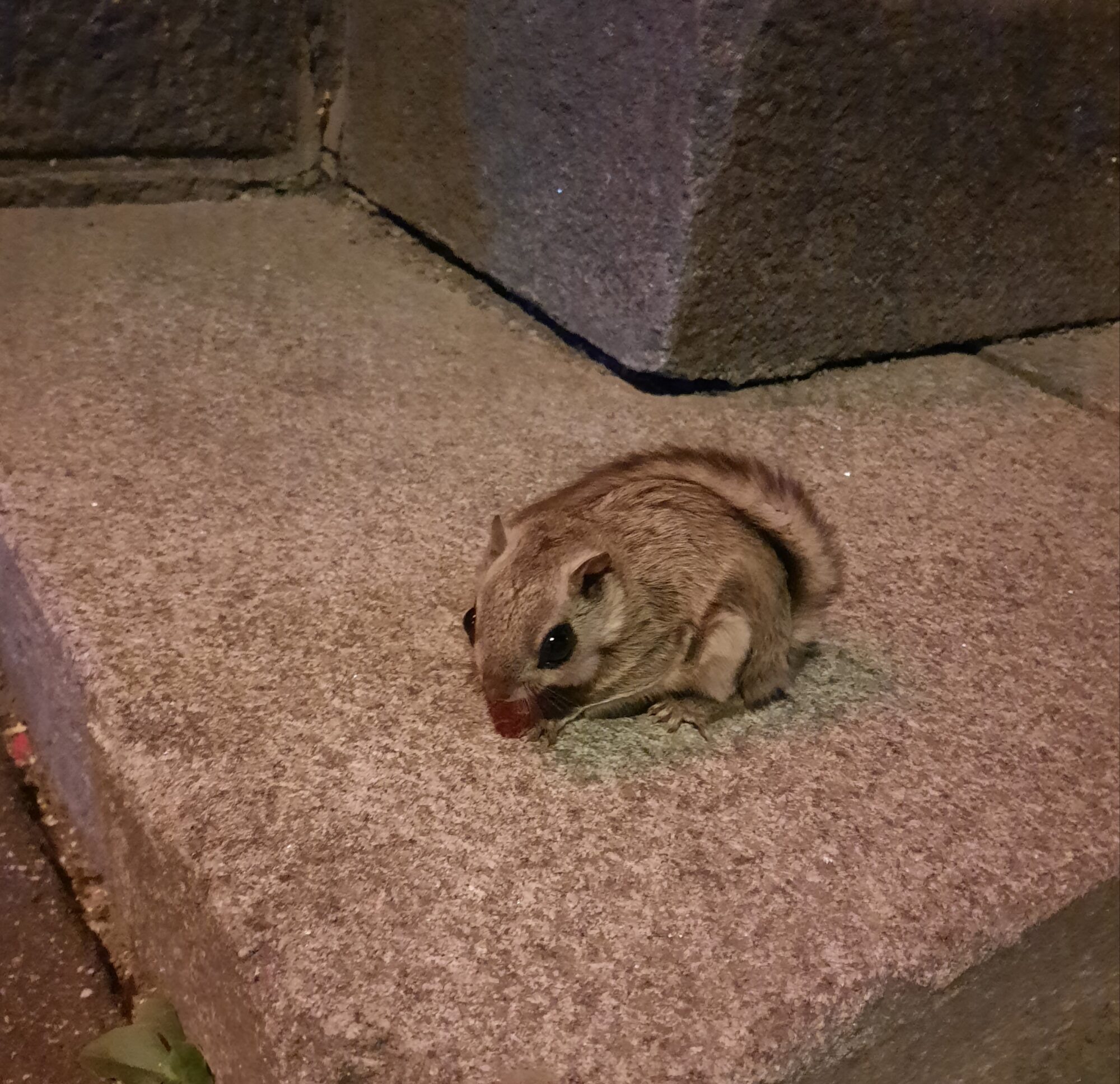 Valokuvaaja: Heli Raittonen