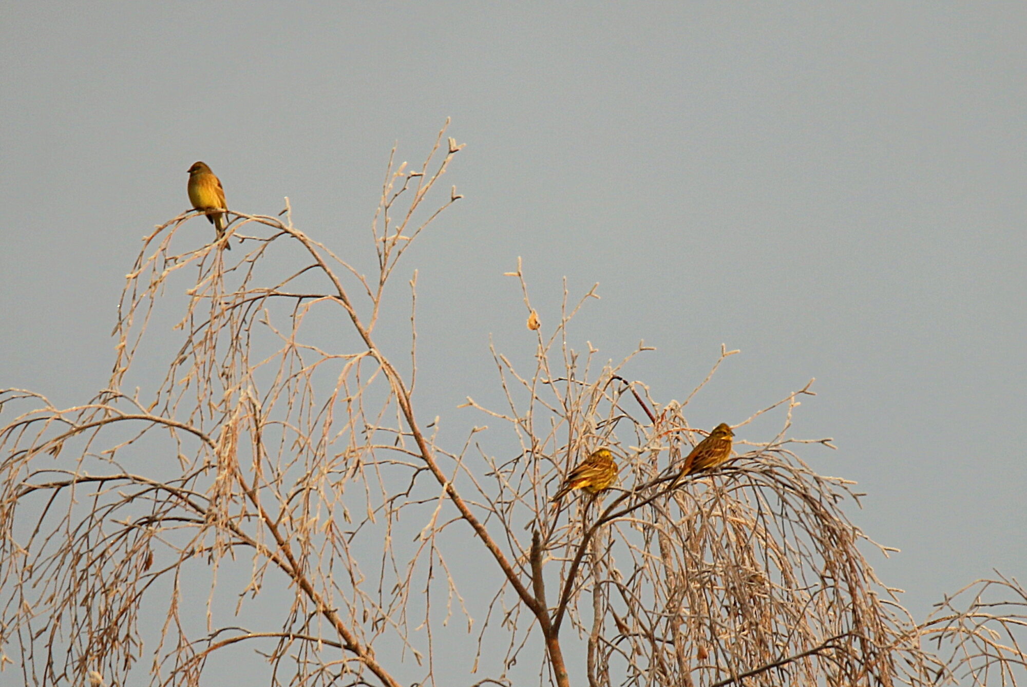 Valokuvaaja: sirpa jyske