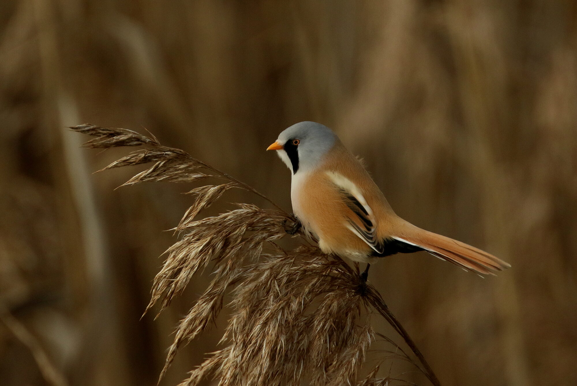 Valokuvaaja: Ari Karjalainen