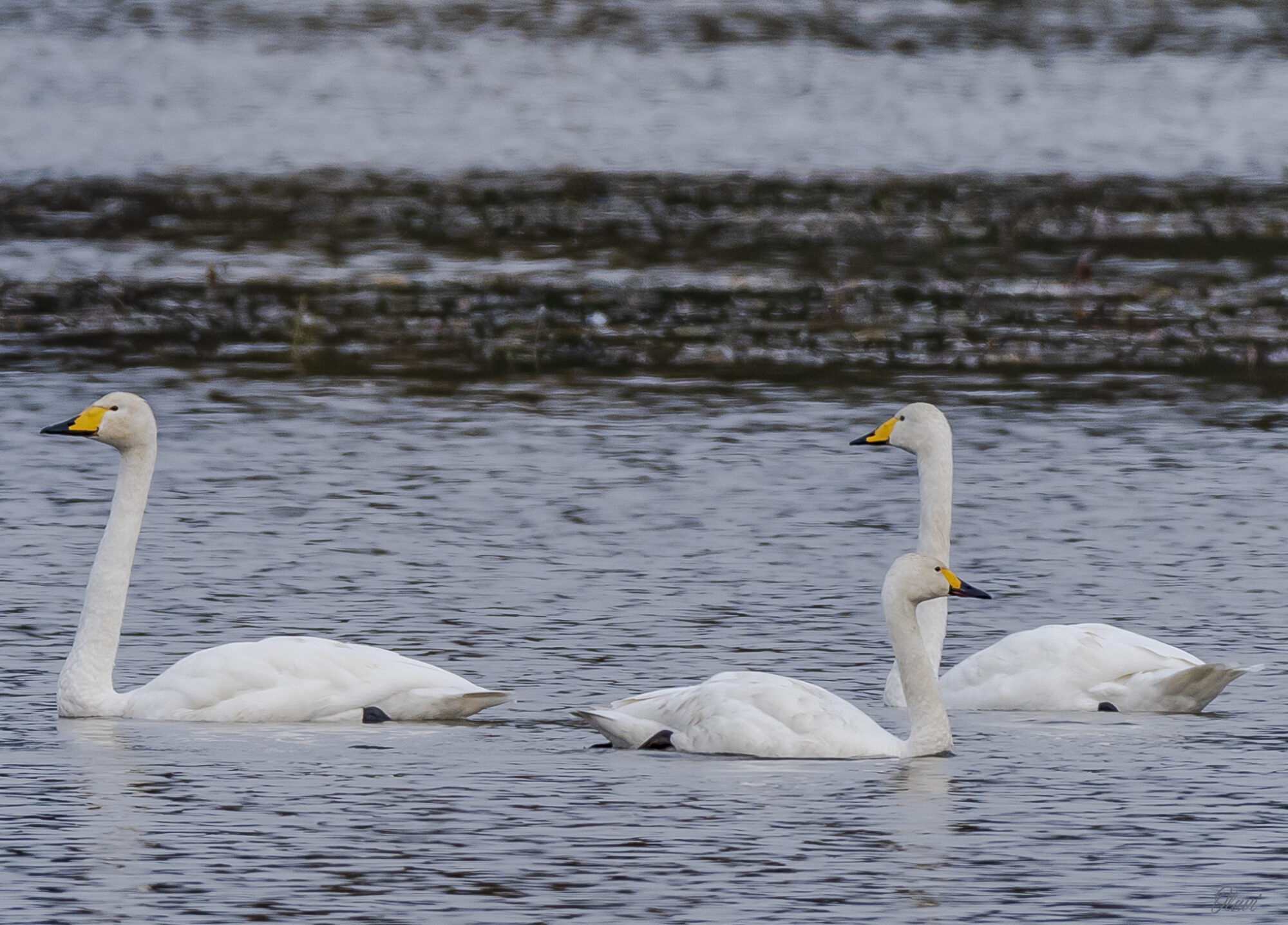 Valokuvaaja: Olavi Kangas