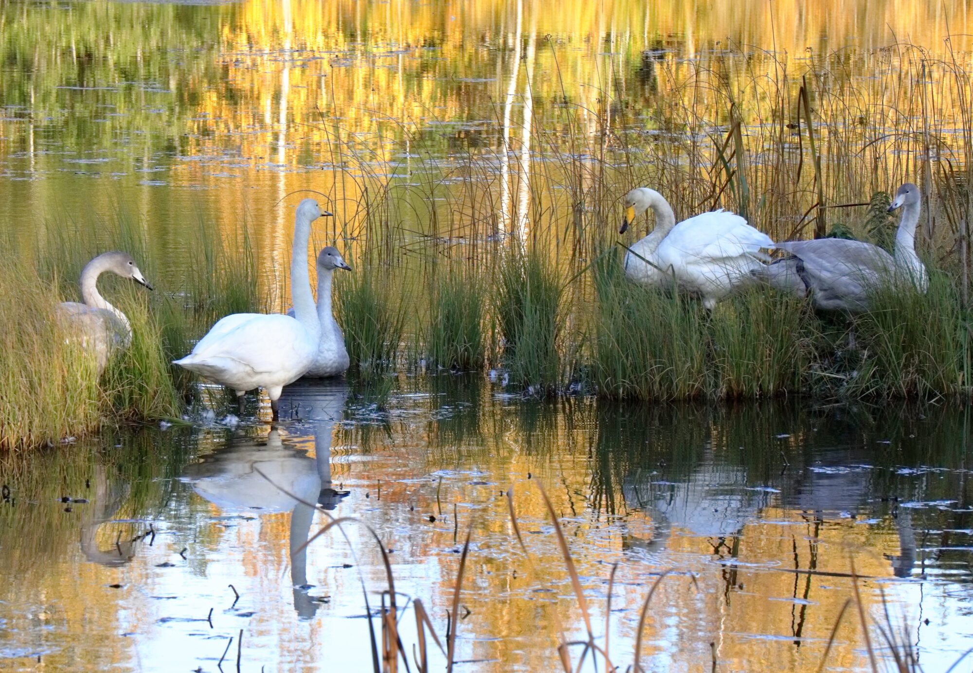 Valokuvaaja: Ari Branthin