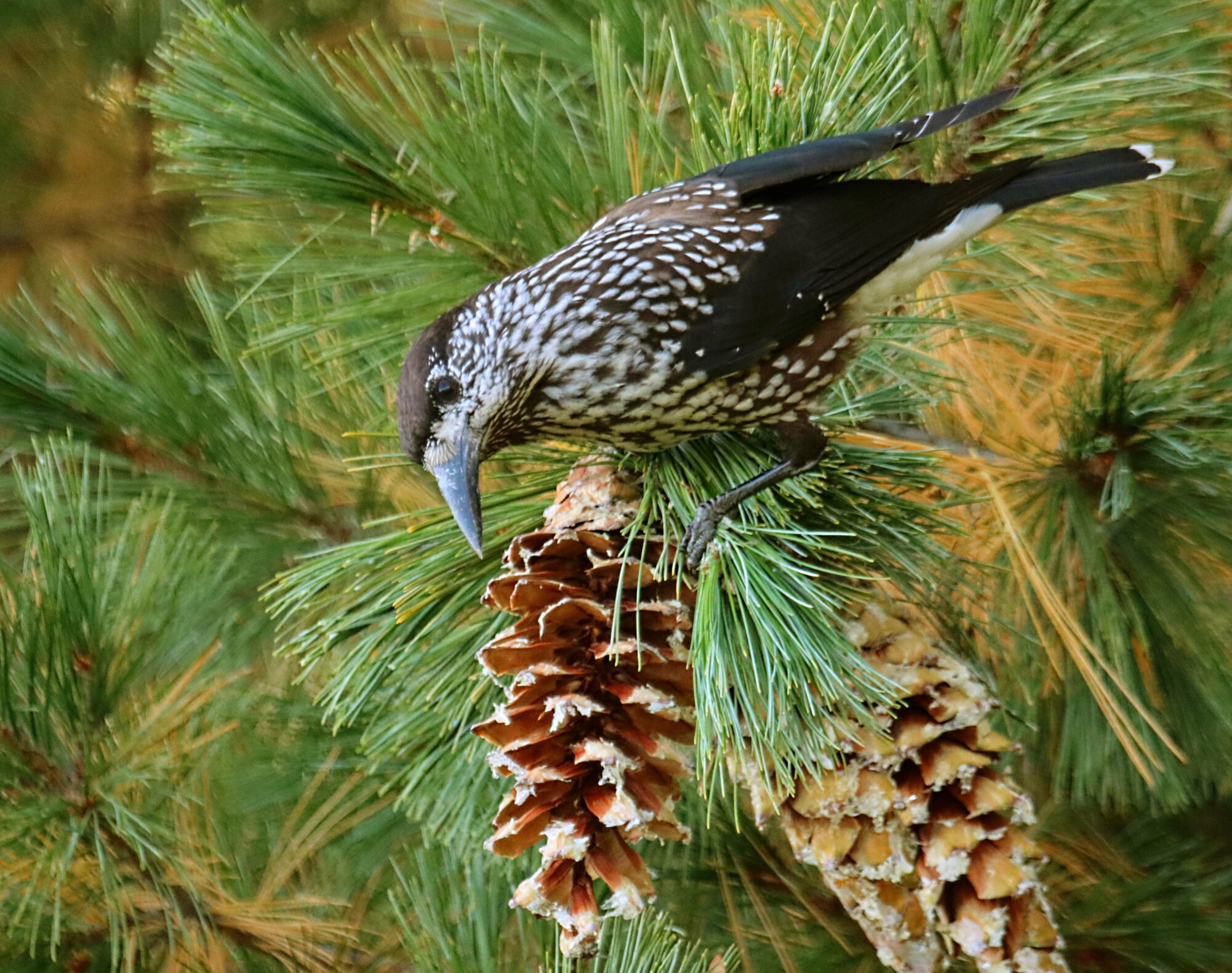 Valokuvaaja: Ritva Nieminen