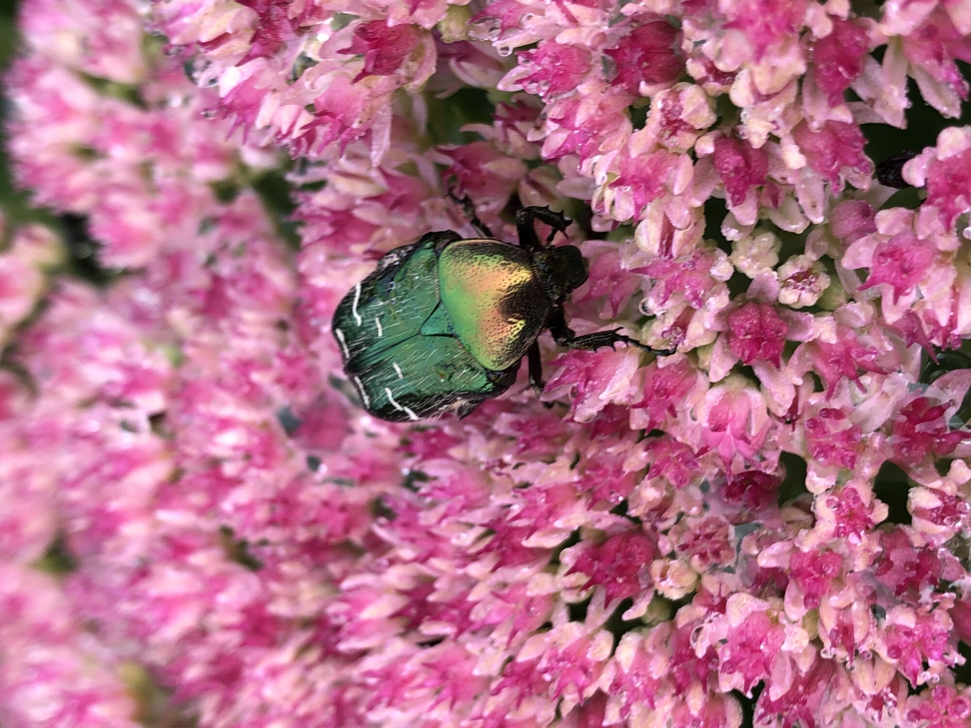 Valokuvaaja: Käppi Raija Valokuvaaja: Käppi Raija